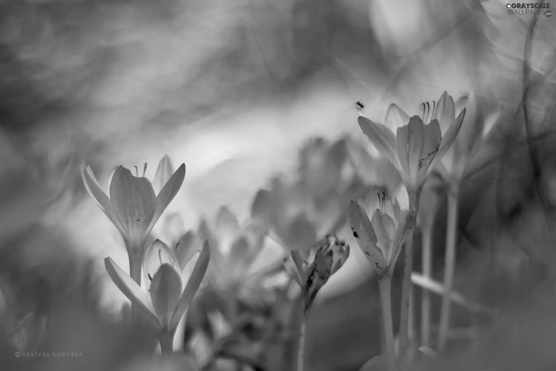 Flowers, lilac, crocuses