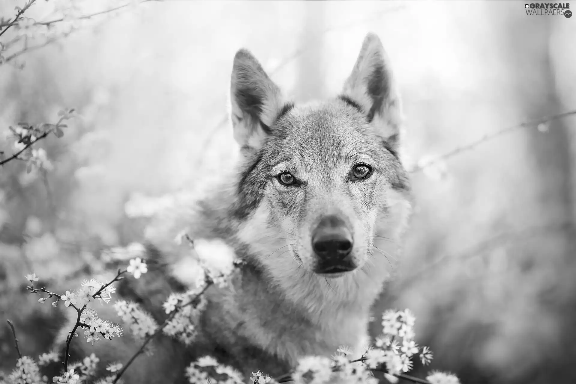 dog, Twigs, Flowers, Czechoslovakian Wolfdog