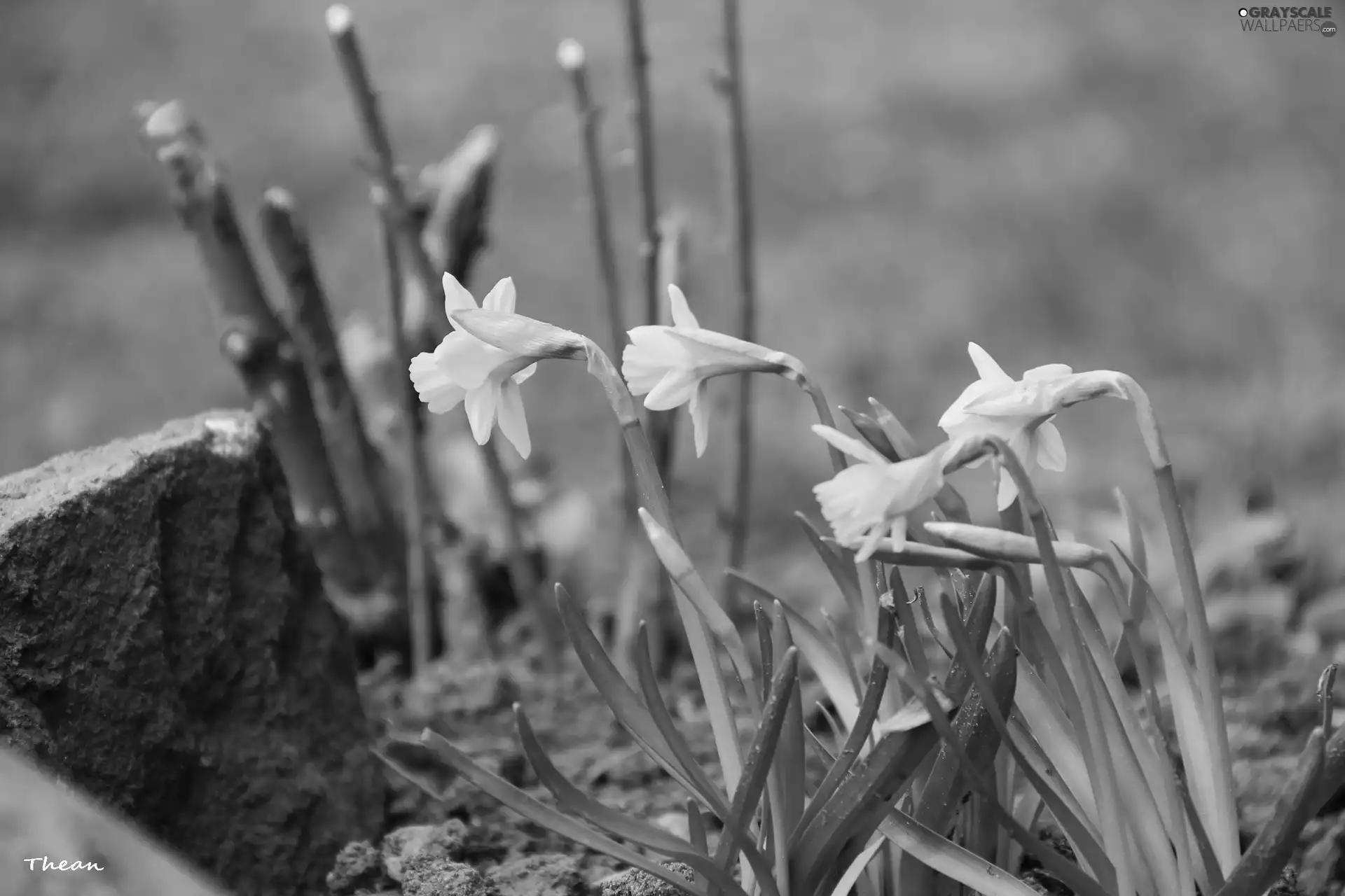 Daffodils, Flowers