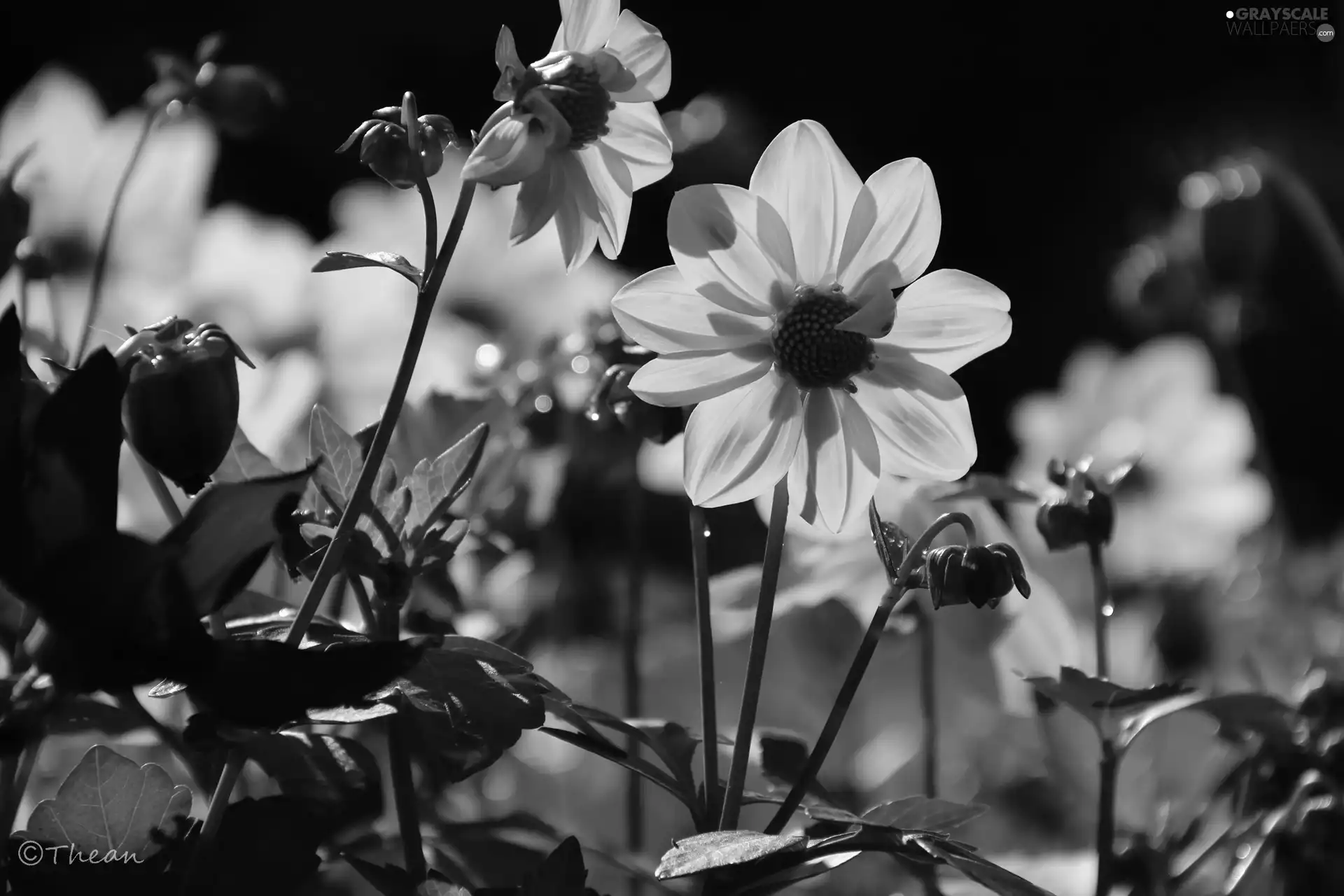 Flowers, Yellow, dahlias