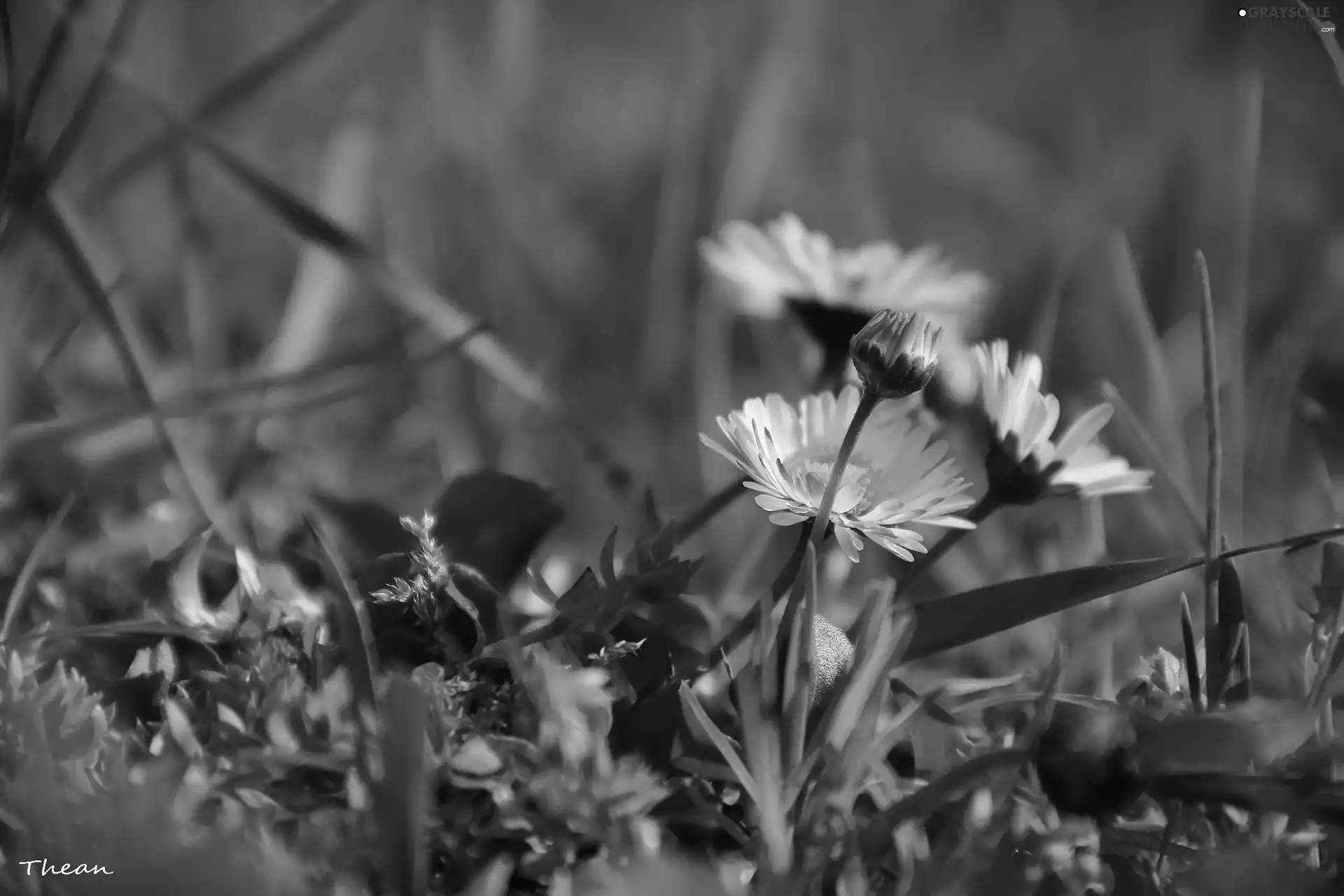 daisies, Flowers