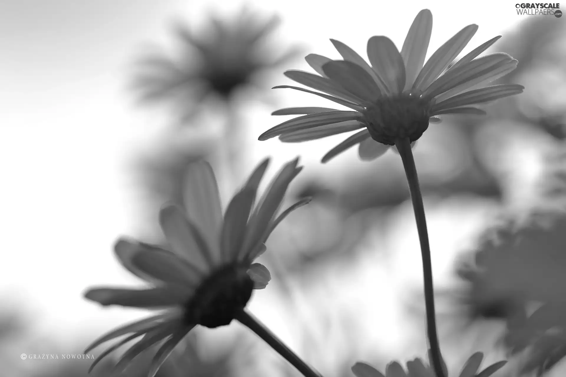 Flowers, Yellow, daisy