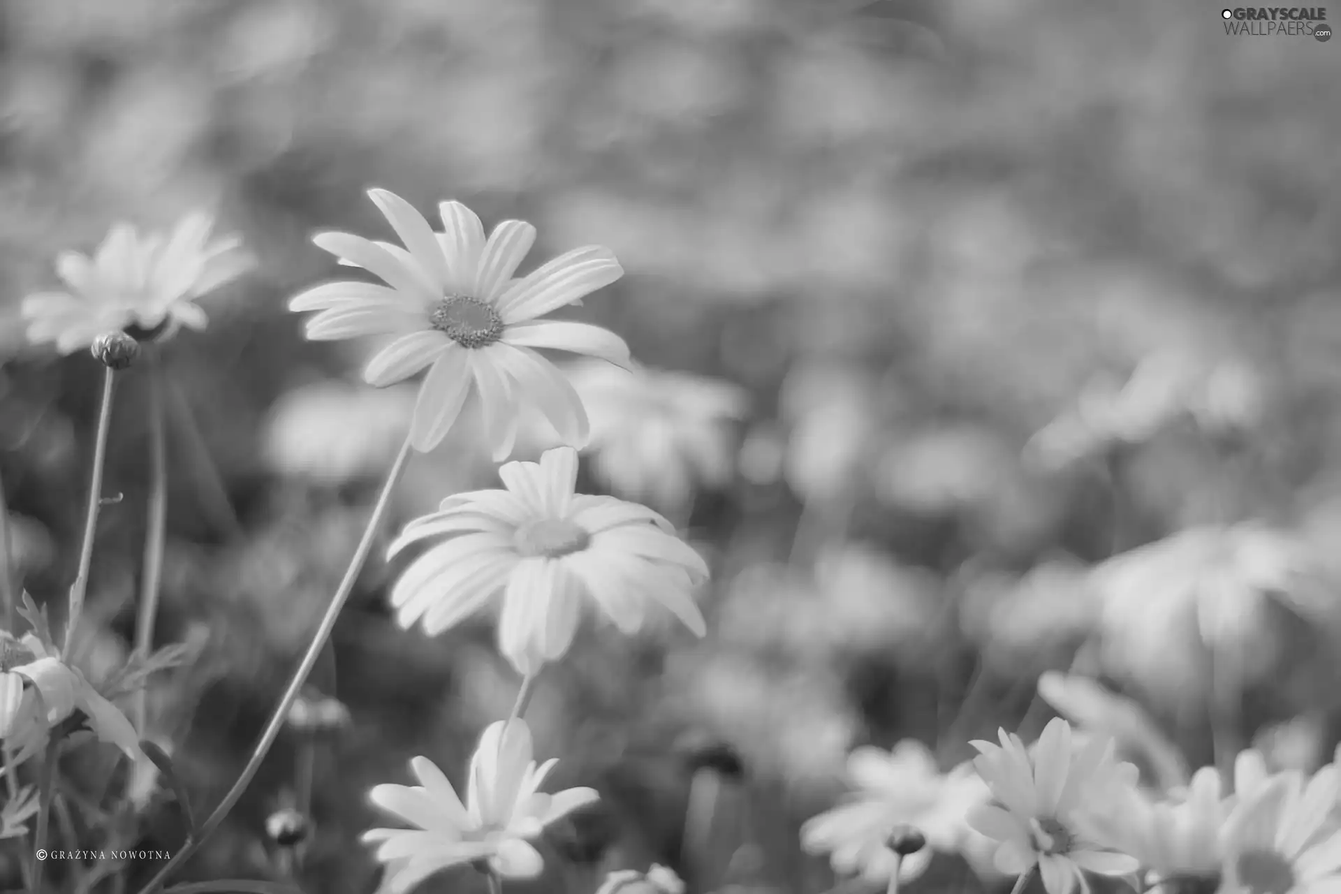 Flowers, Yellow, daisy