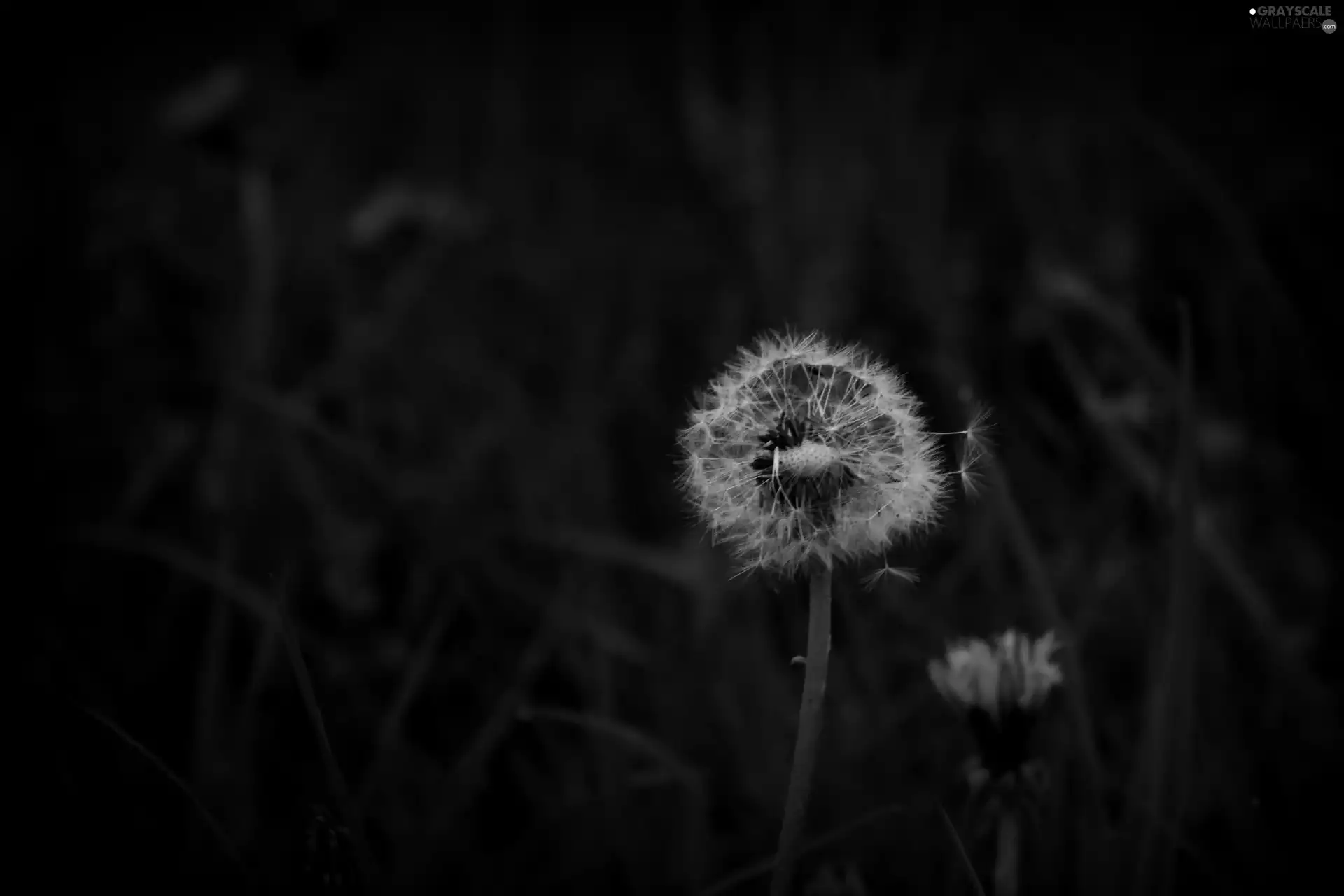 Common Dandelion, nature, Flowers