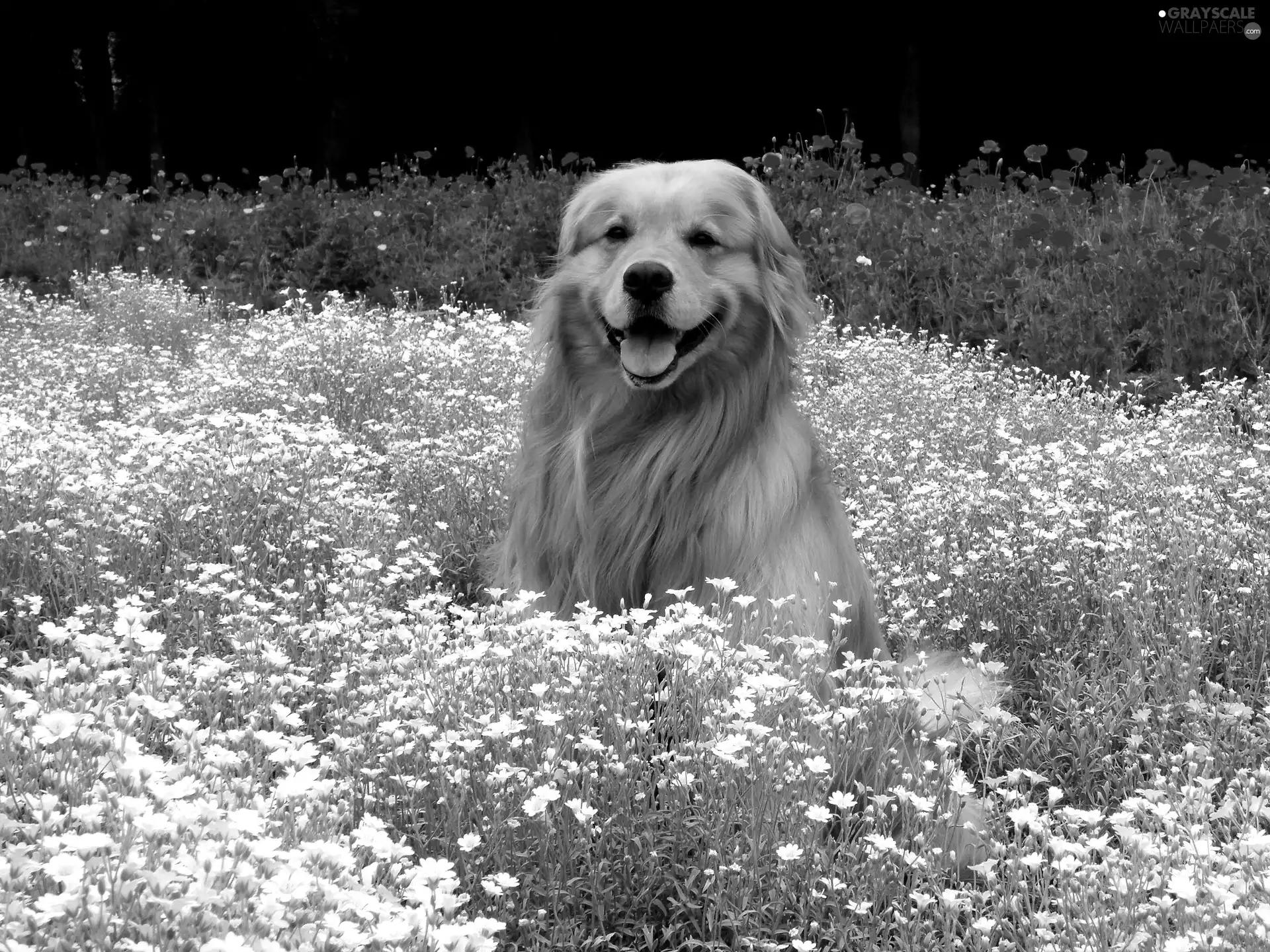 dog, retriever, Flowers, golden