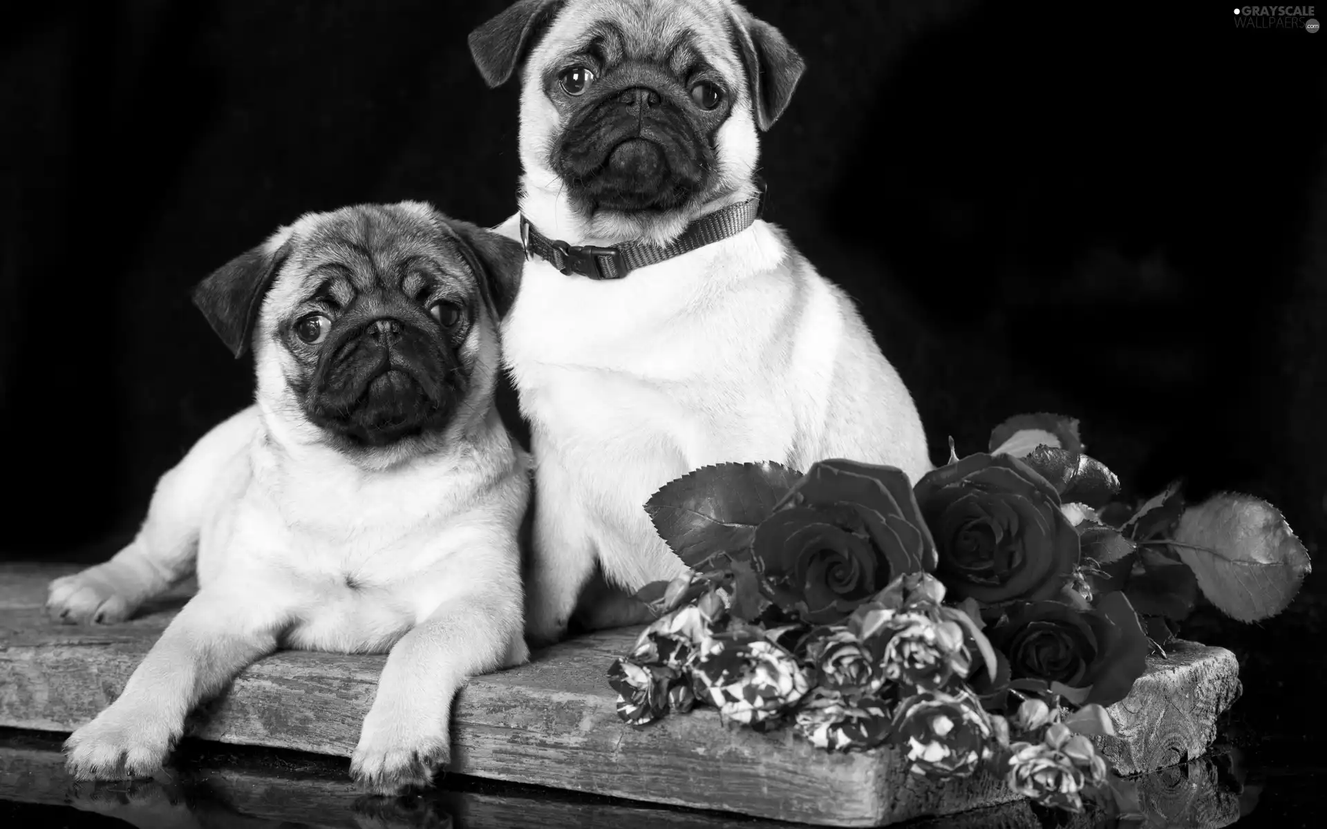 Dogs, pugs, Flowers, puppies