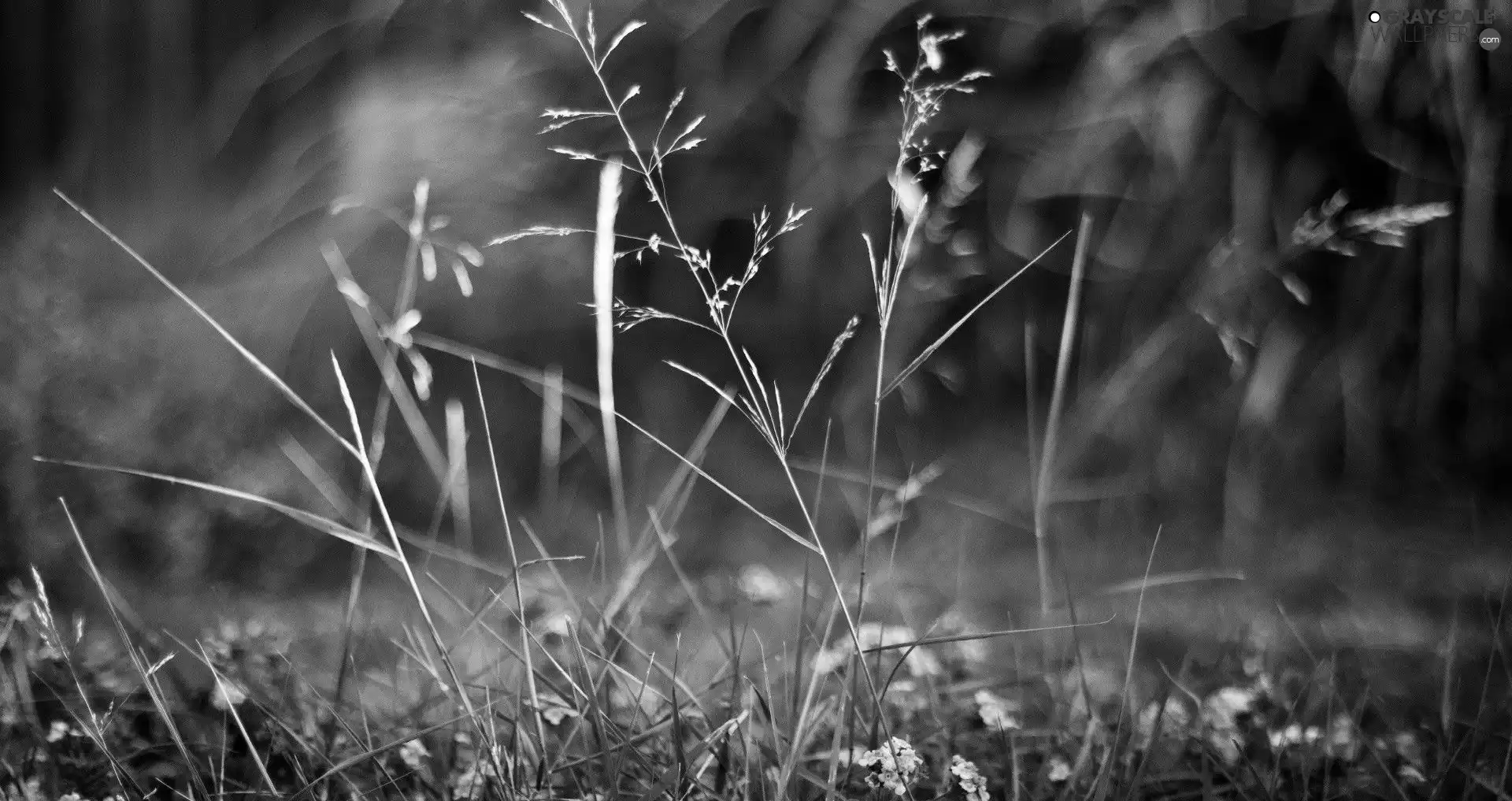 dry, Wildflowers, Flowers, grass