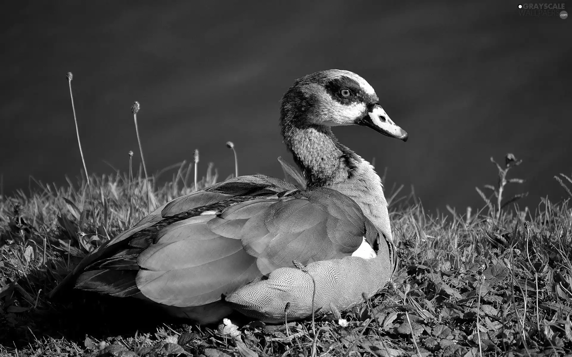 duck, Wildflowers, Flowers, Meadow