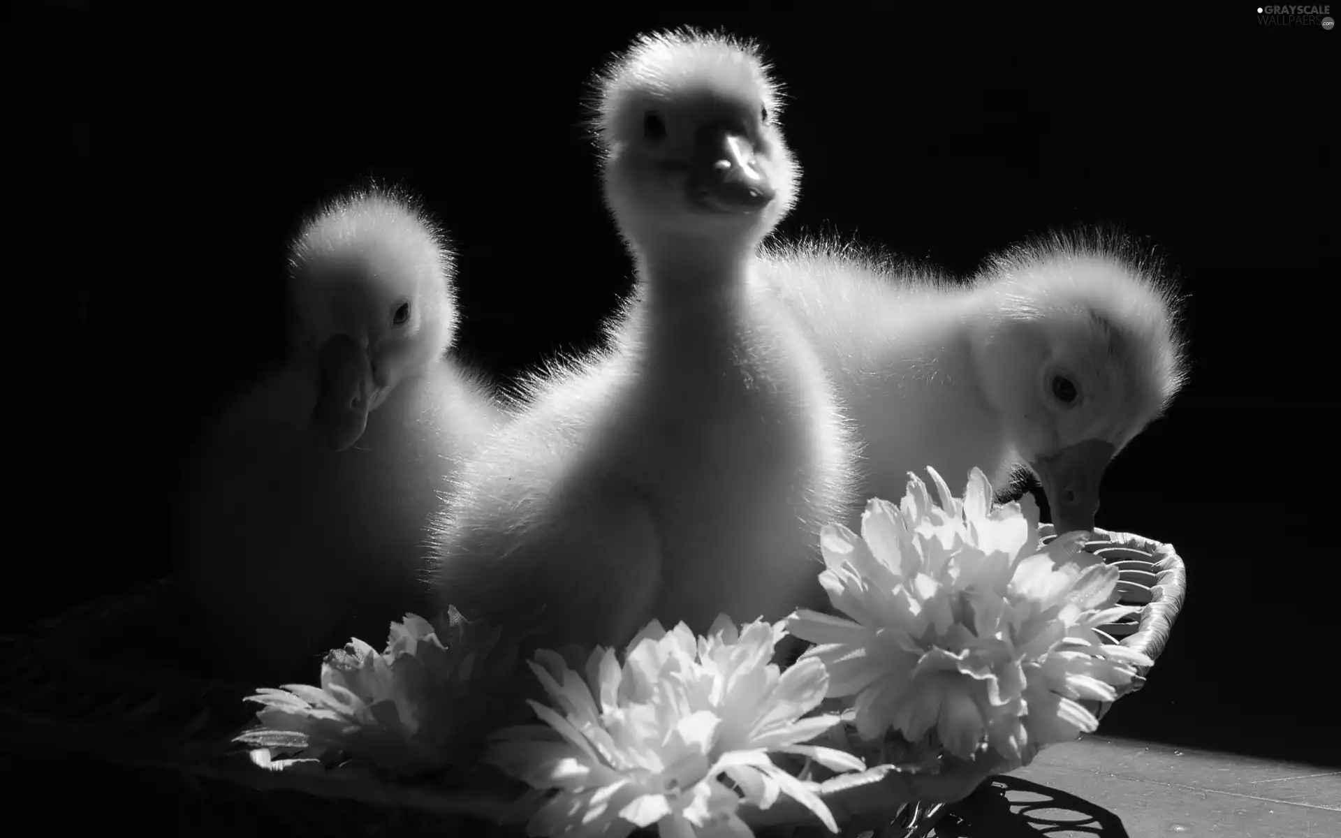 ducks, Flowers