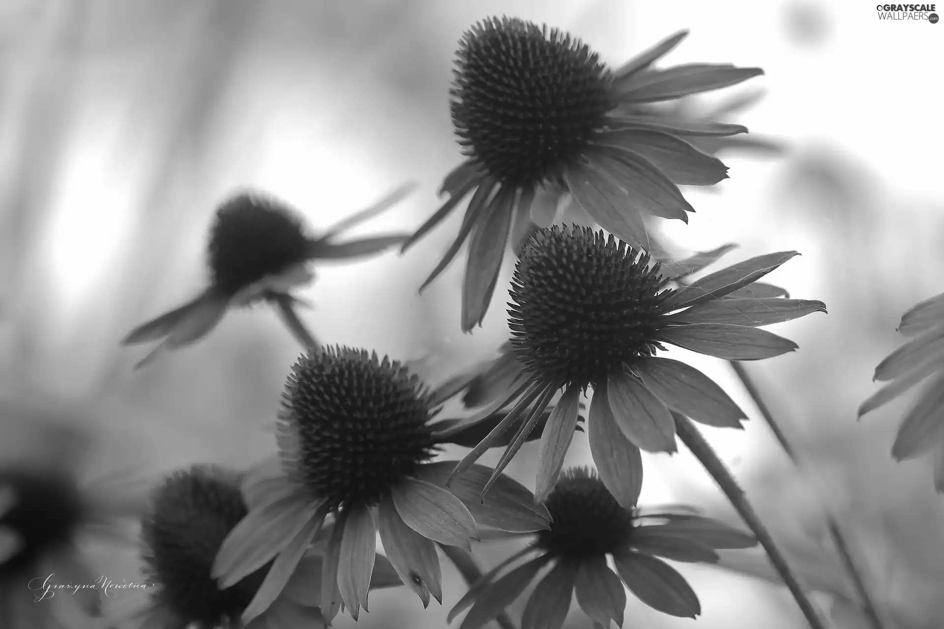 Flowers, Pink, echinacea