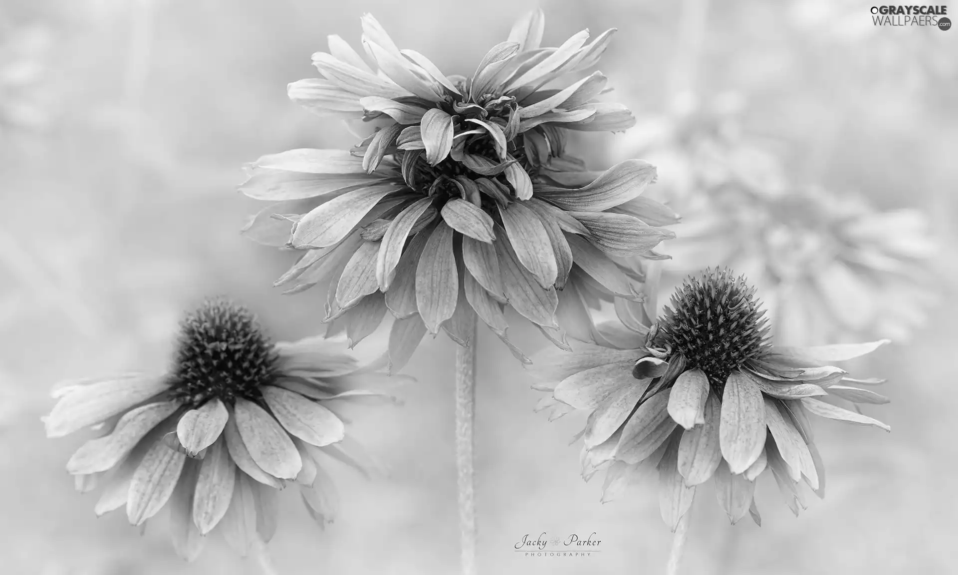 Flowers, echinacea