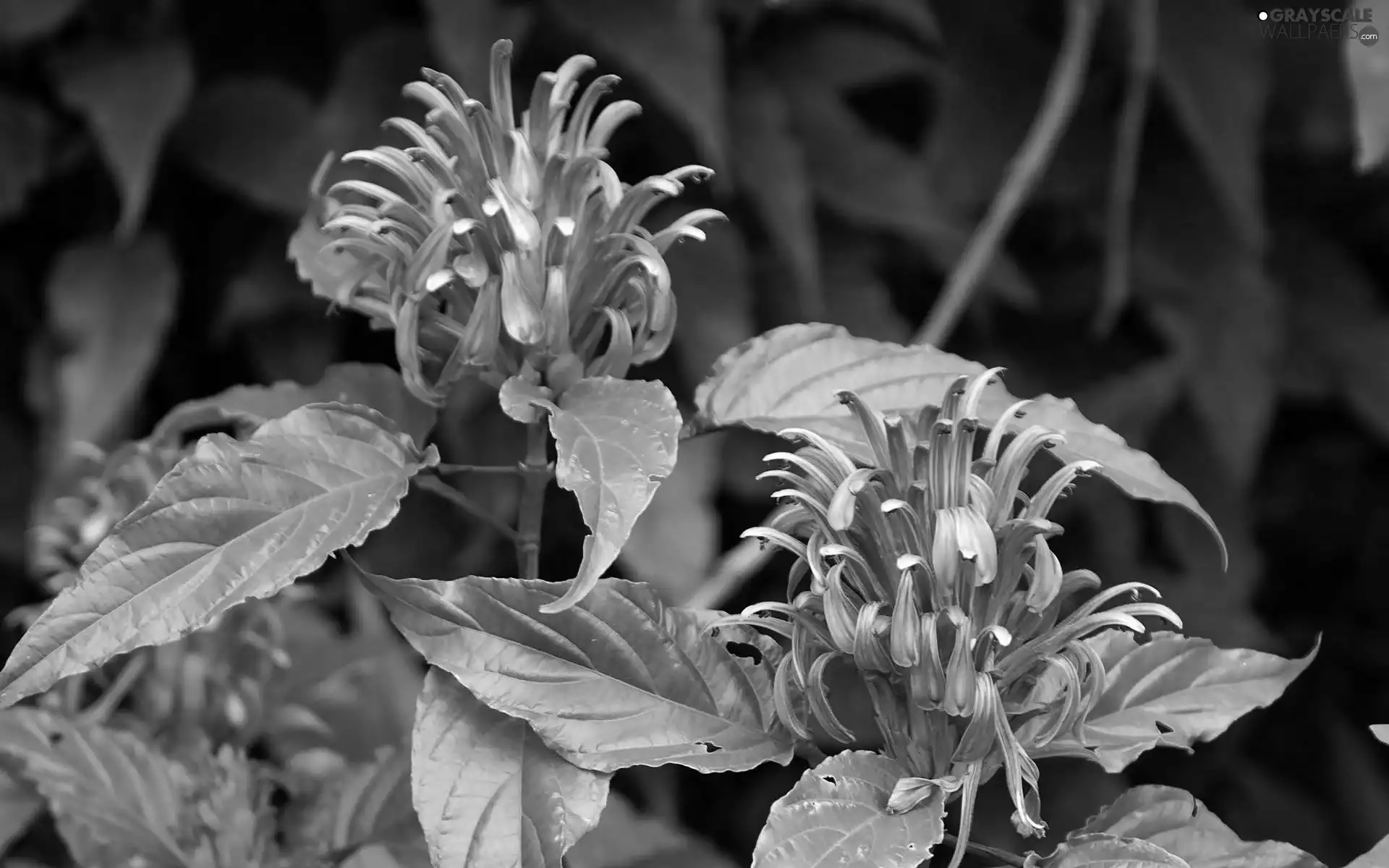 exotic, Flowers