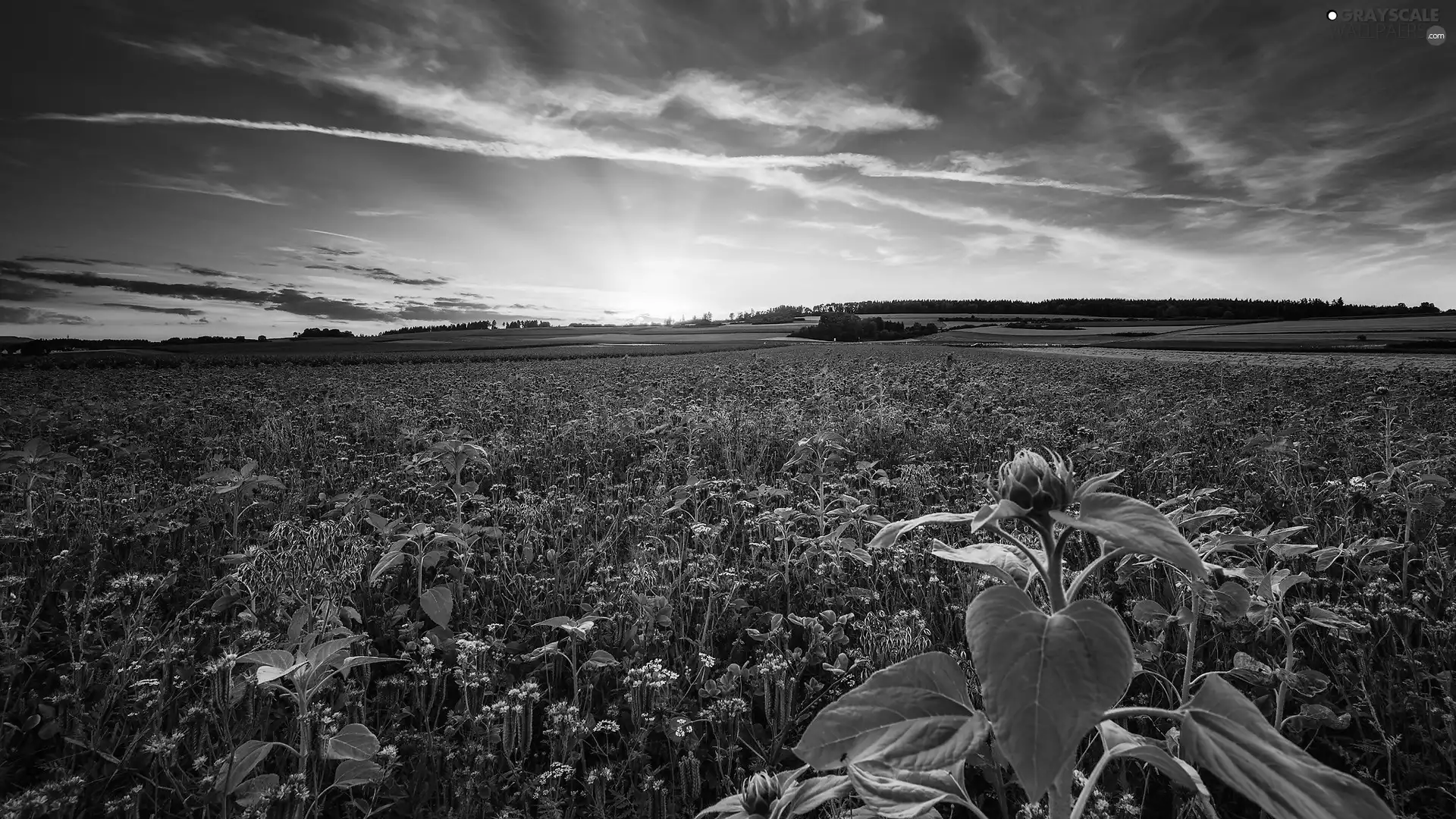 Great Sunsets, Meadow, Flowers, summer, Field