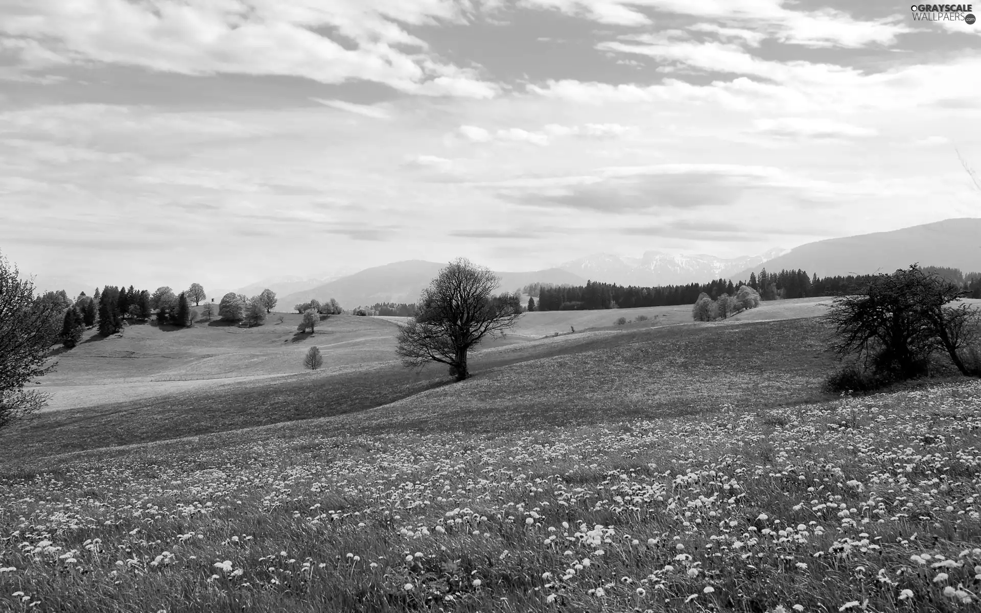 field, Mountains, Flowers, medows