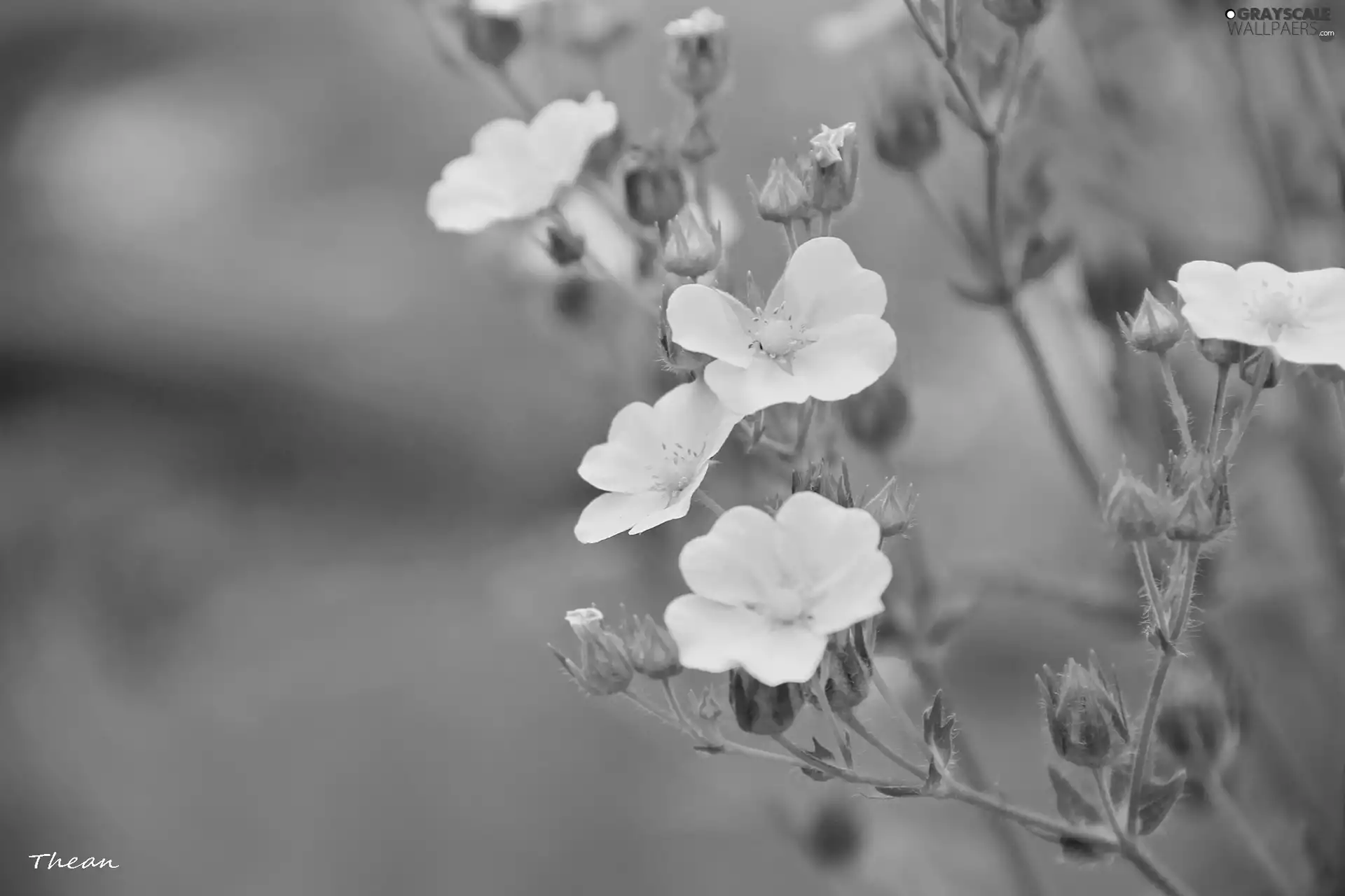 Flowers, Yellow, fine