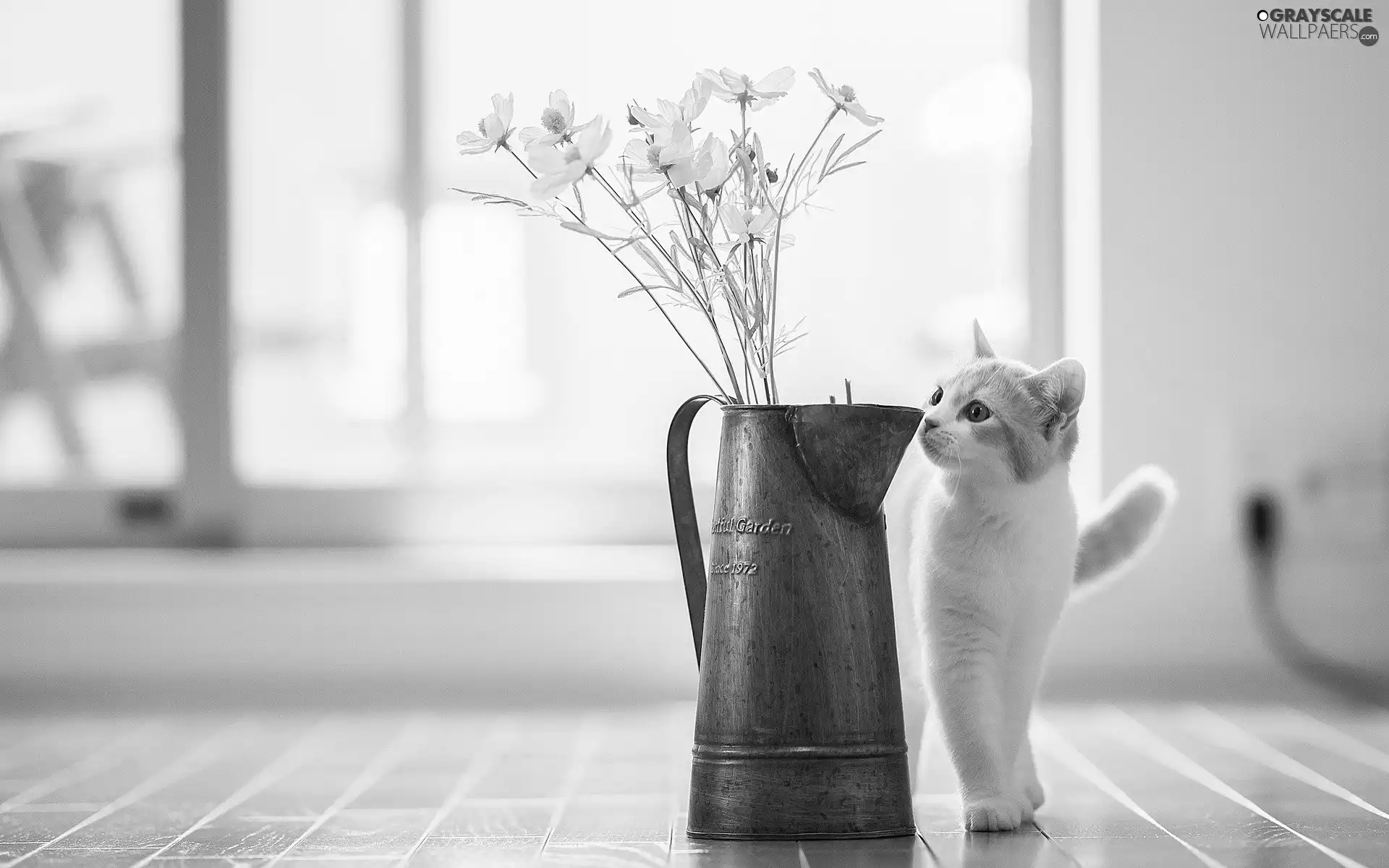 floor, jug, Flowers, cat