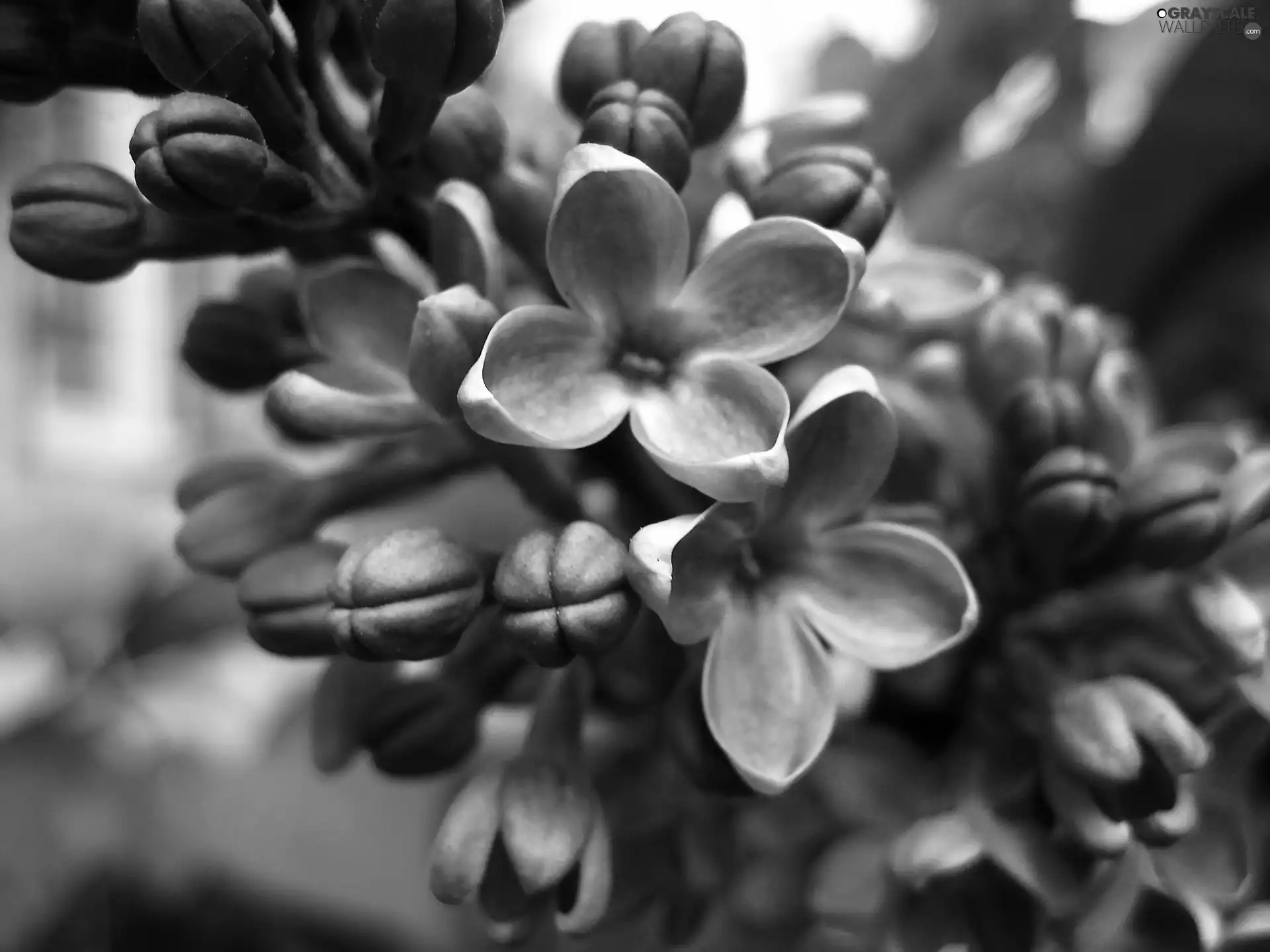 Flowers, Pink, flourishing
