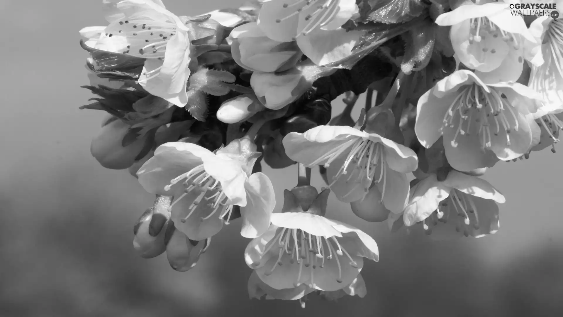 flourishing, White, Flowers, trees