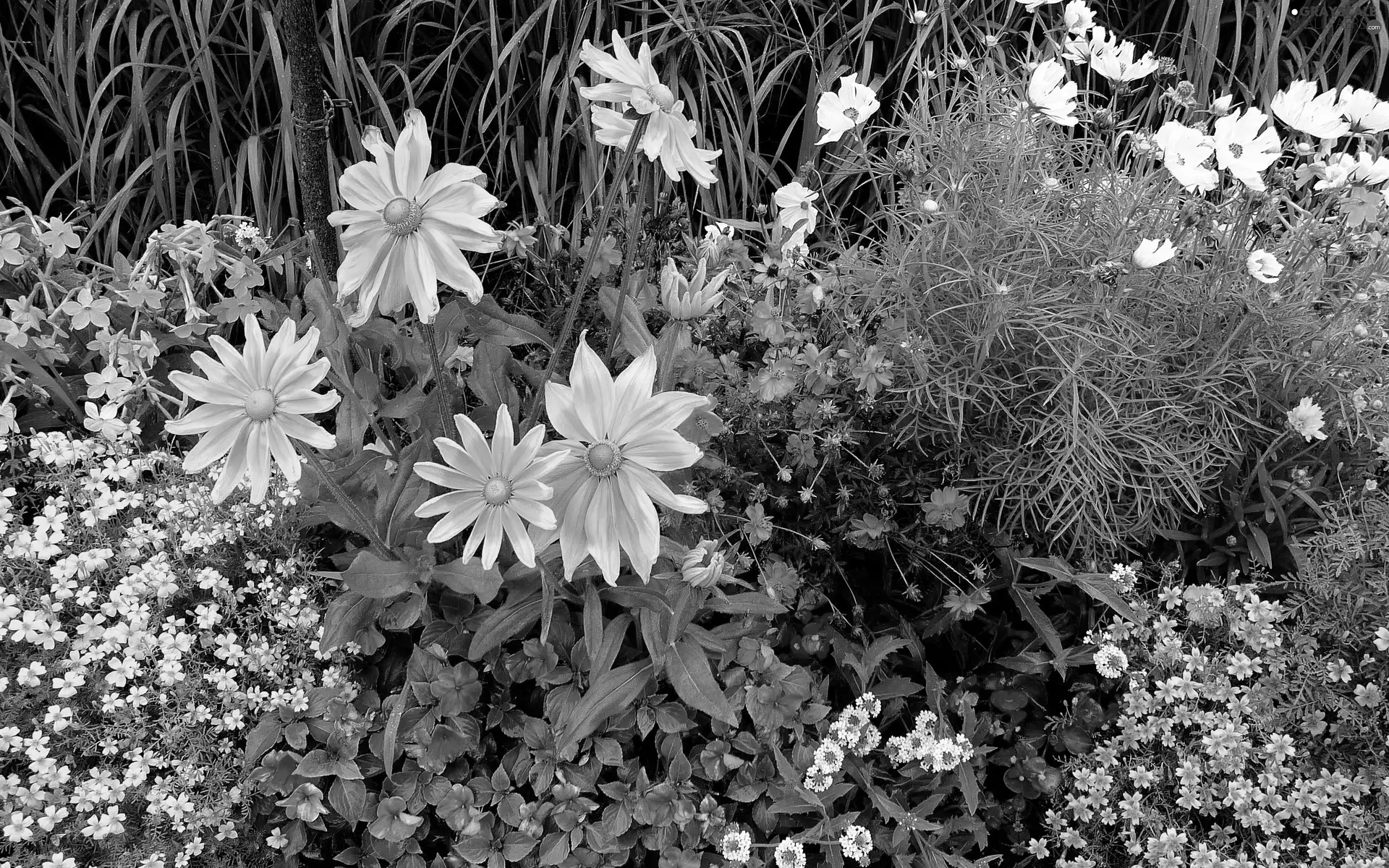 Park, color, Flowers, flower-bed