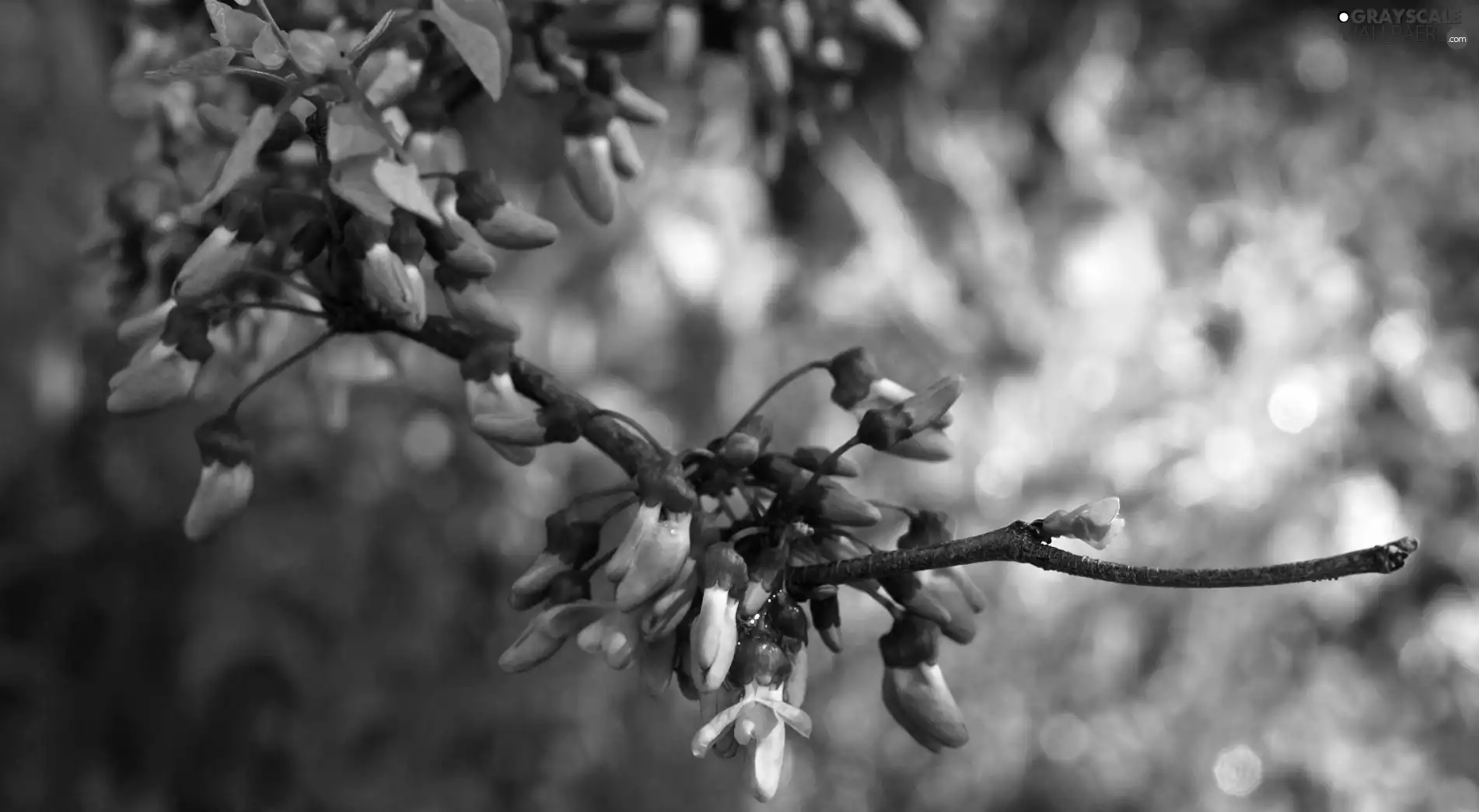 flower, purple, Flowers, Bush