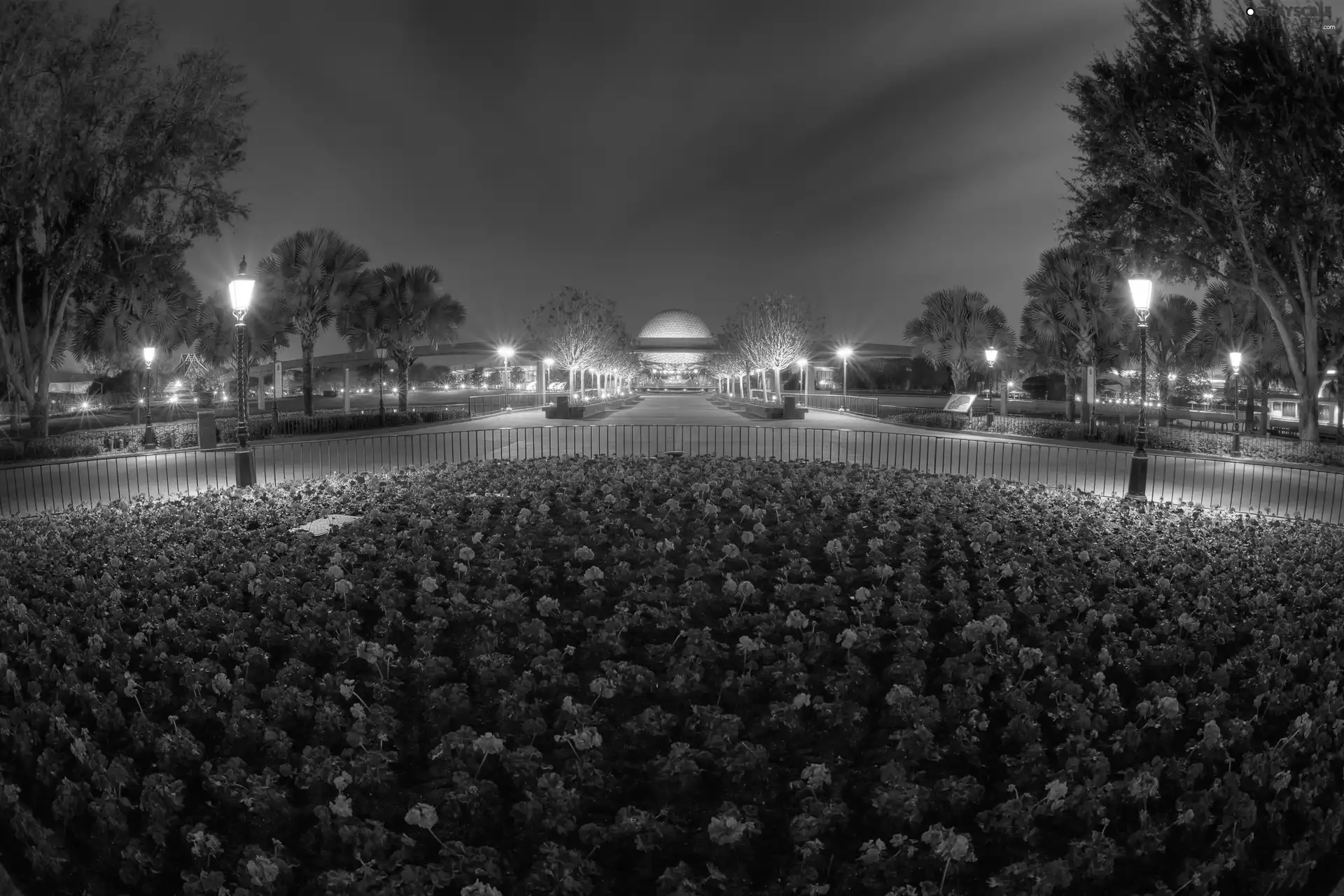 lighting, Disneyland, Flowers, flowerbed, Red, Night