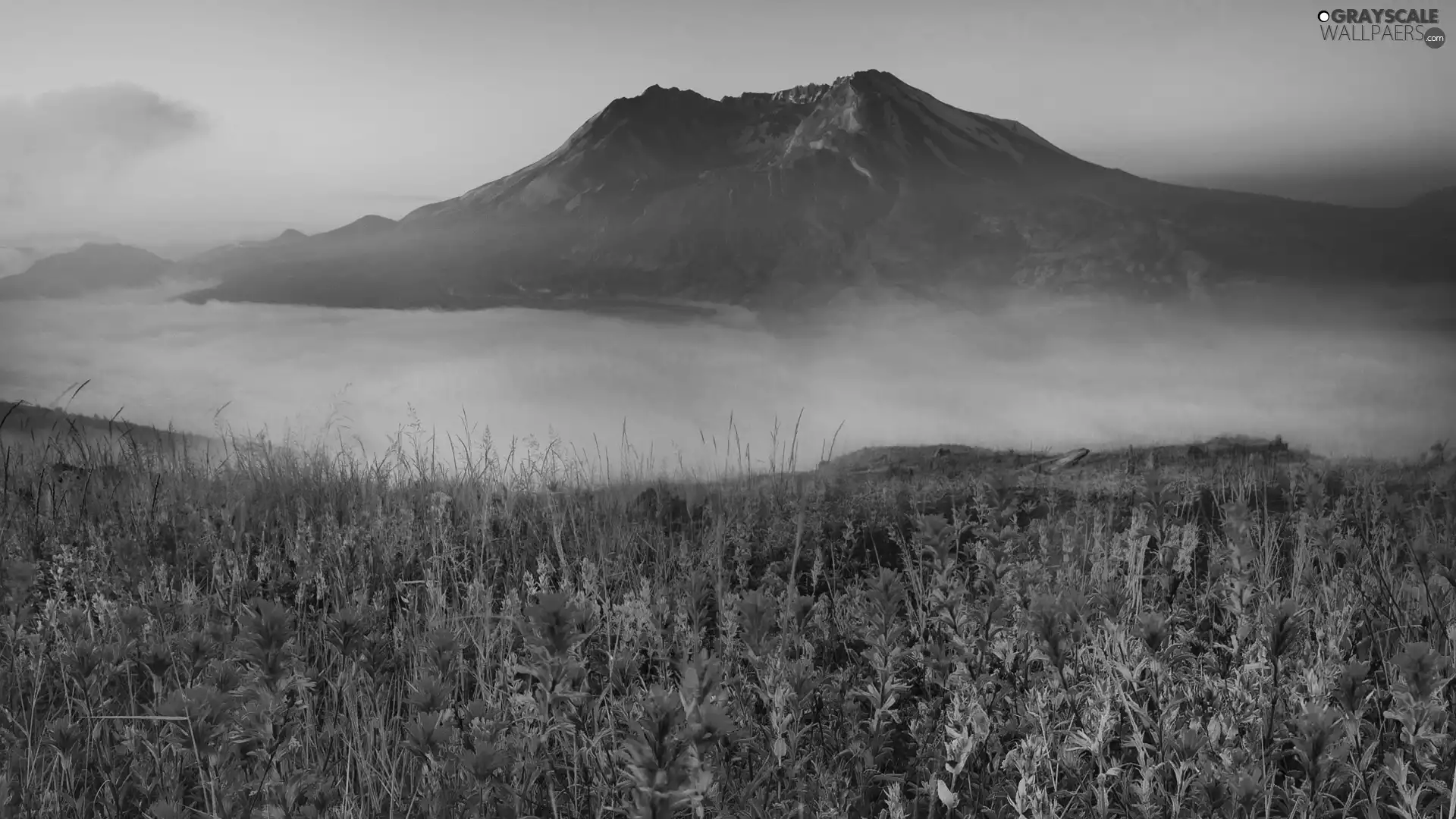 Flowers, mountains, Fog