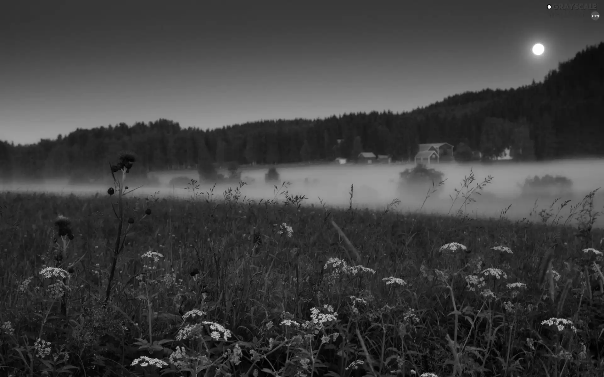 forest, Fog, Flowers, Meadow