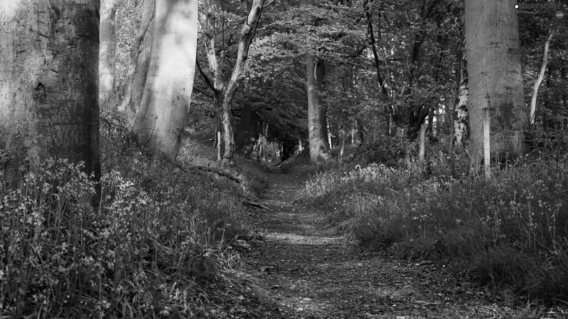 forest, forester, Flowers, Path