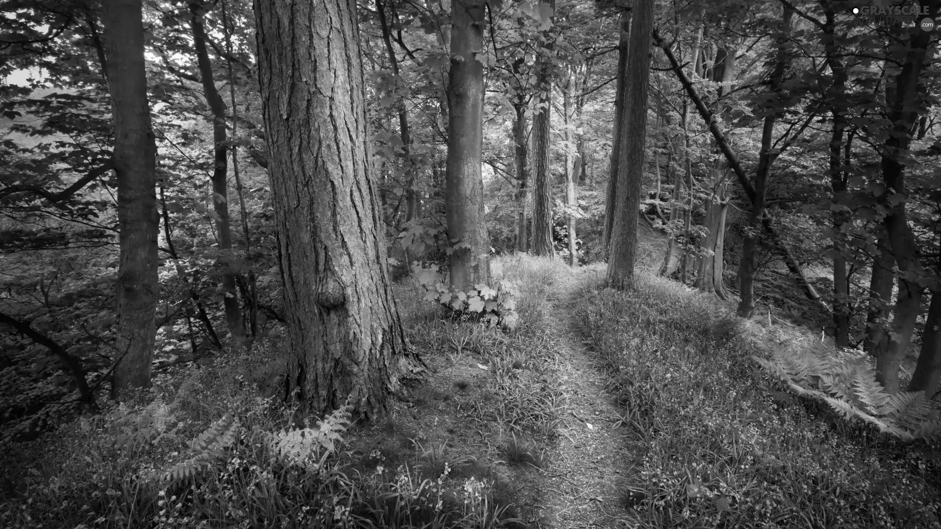 Flowers, Path, forest