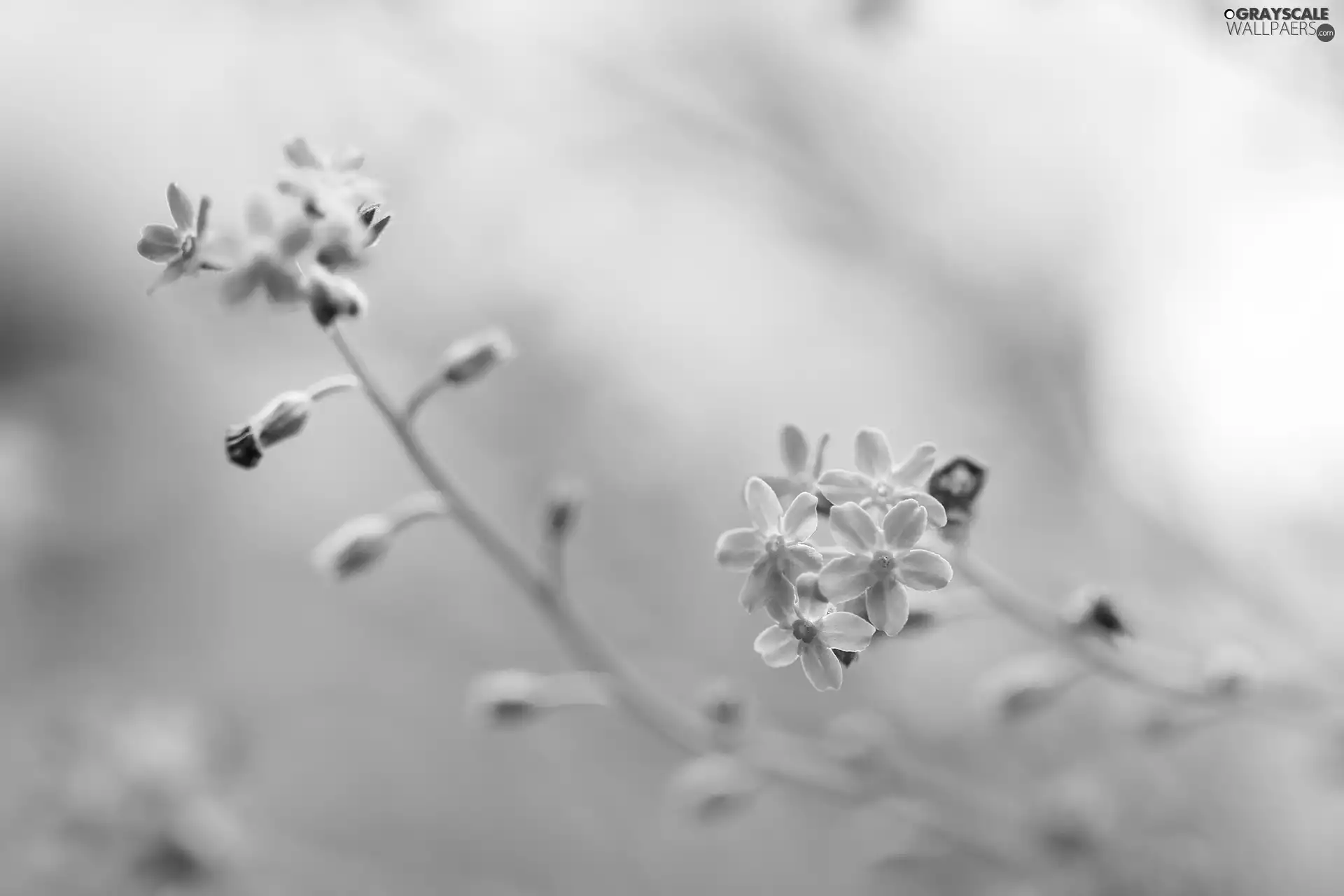 Forget, Blue, rapprochement, Flowers