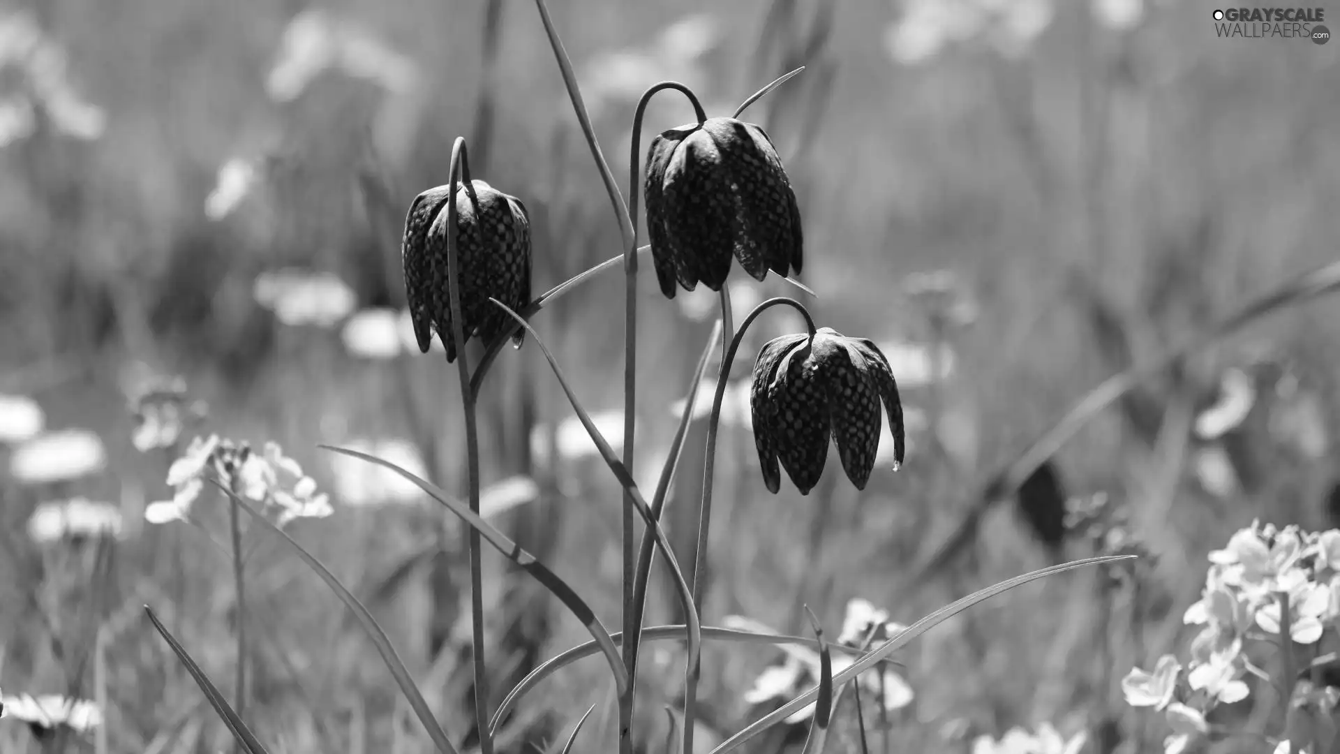 Fritillaria meleagris, Three, Flowers