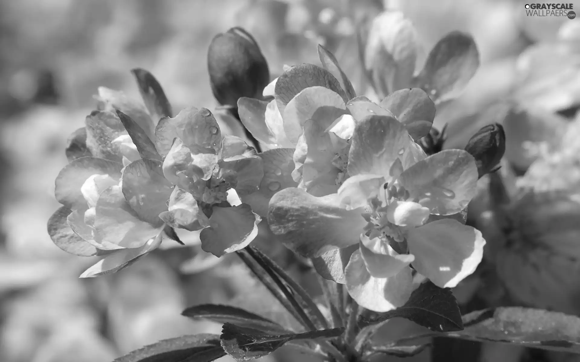 rapprochement, Flowers, Fruit Tree, Pink