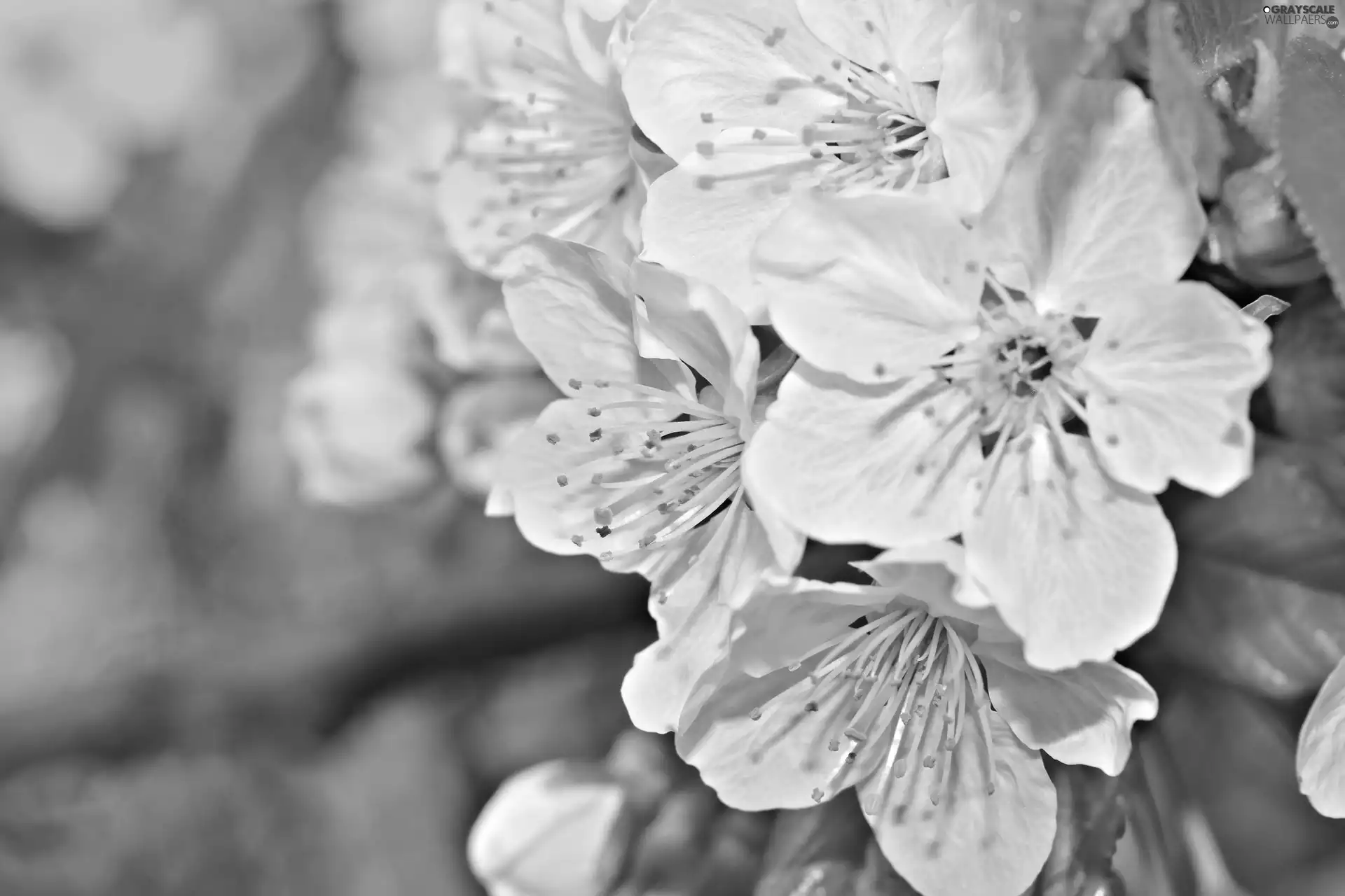 fruit, Flowers