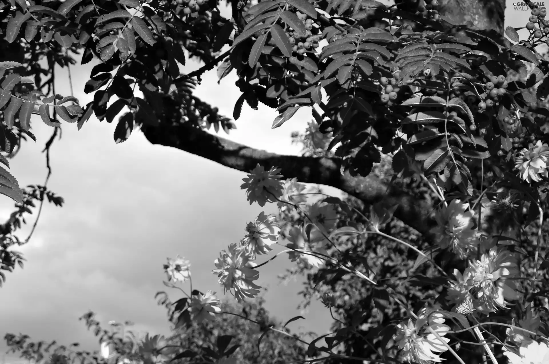 fruitful, Yellow, Flowers, Plant