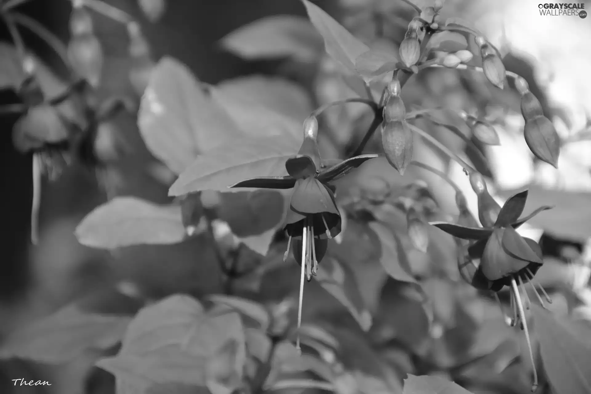 fuchsia, Flowers