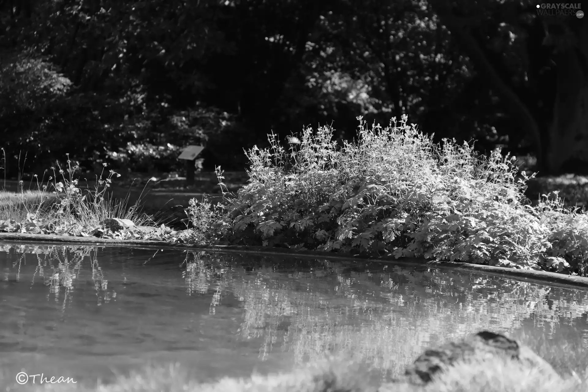 botanical garden, water, Flowers, eye