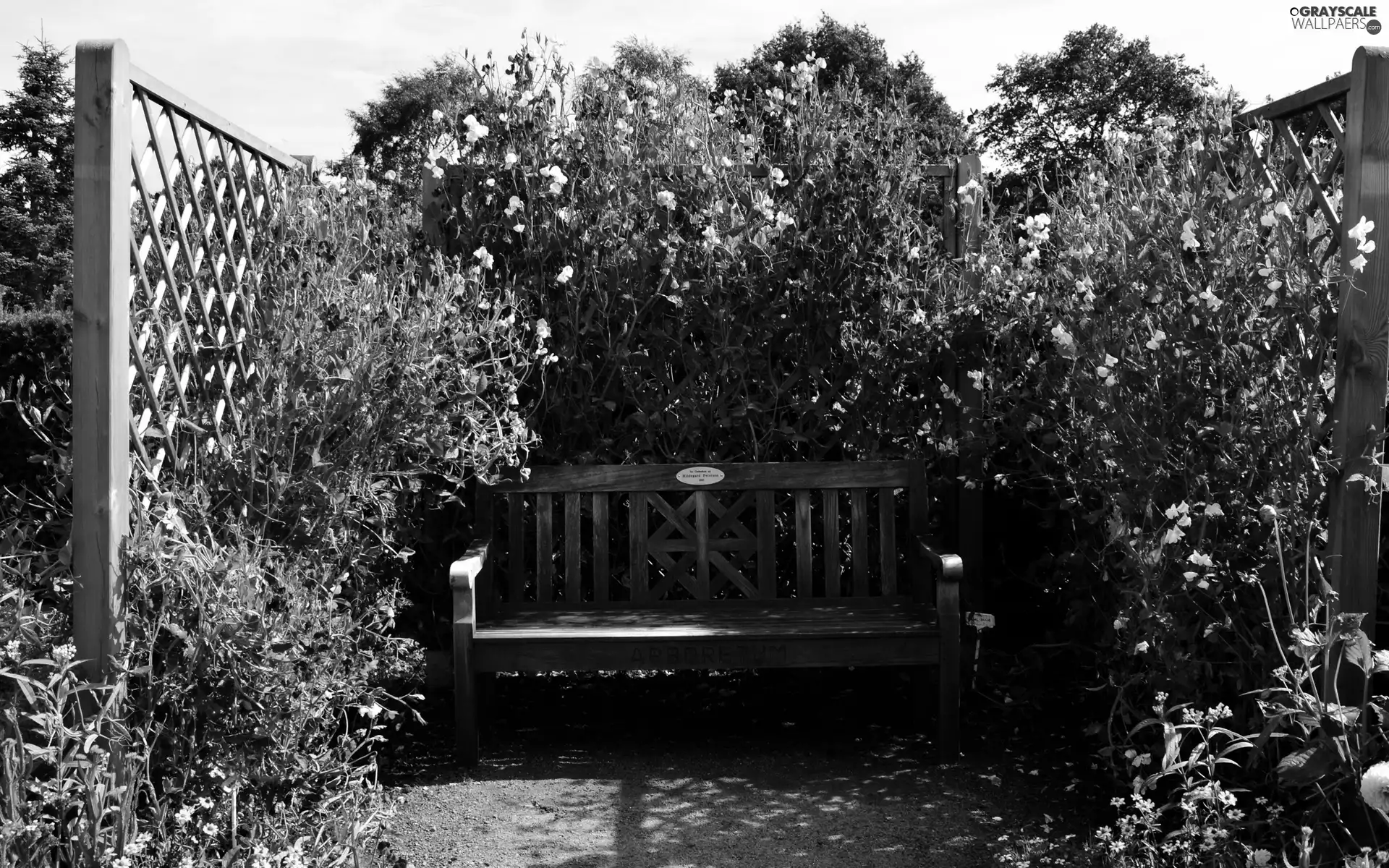 Garden, Climbing, Flowers, Bench