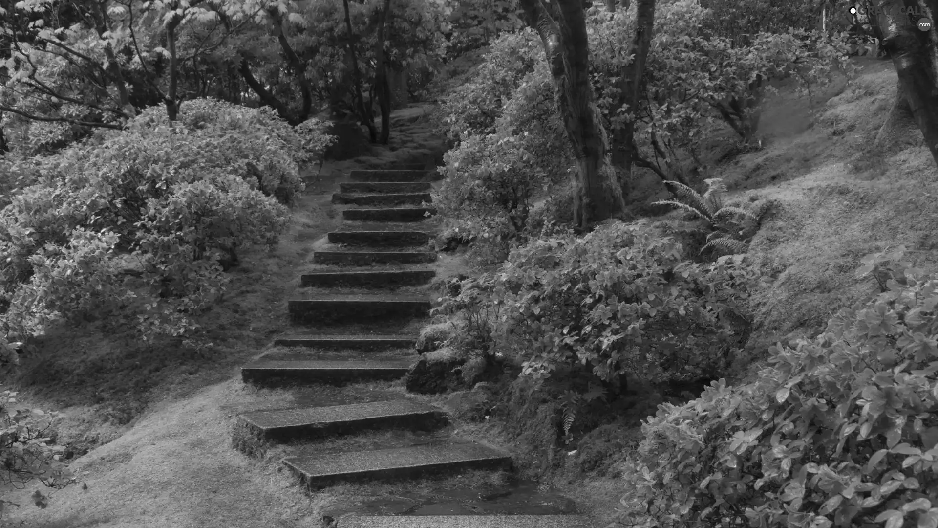 Garden, Pink, Flowers, Stairs