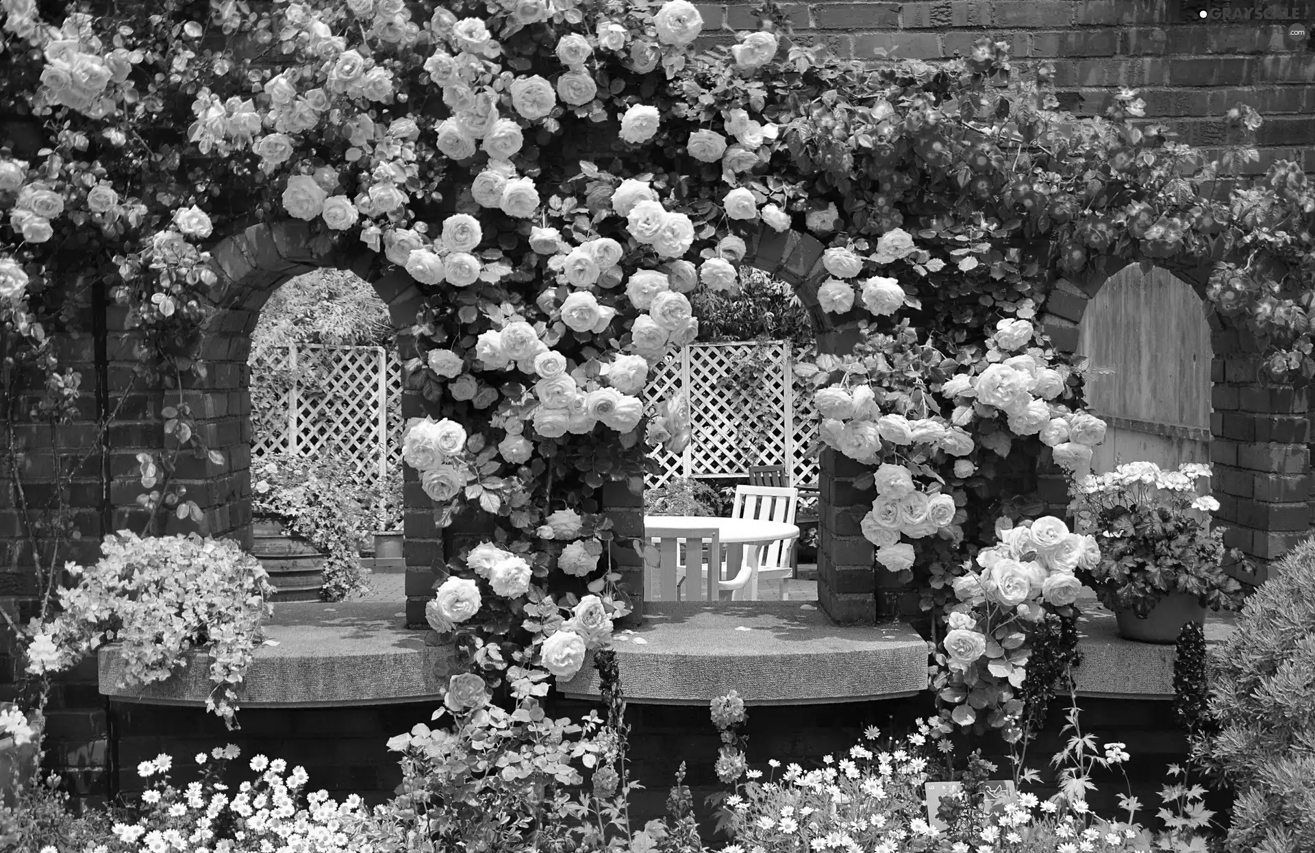 Garden, roses, Flowers, Climbing