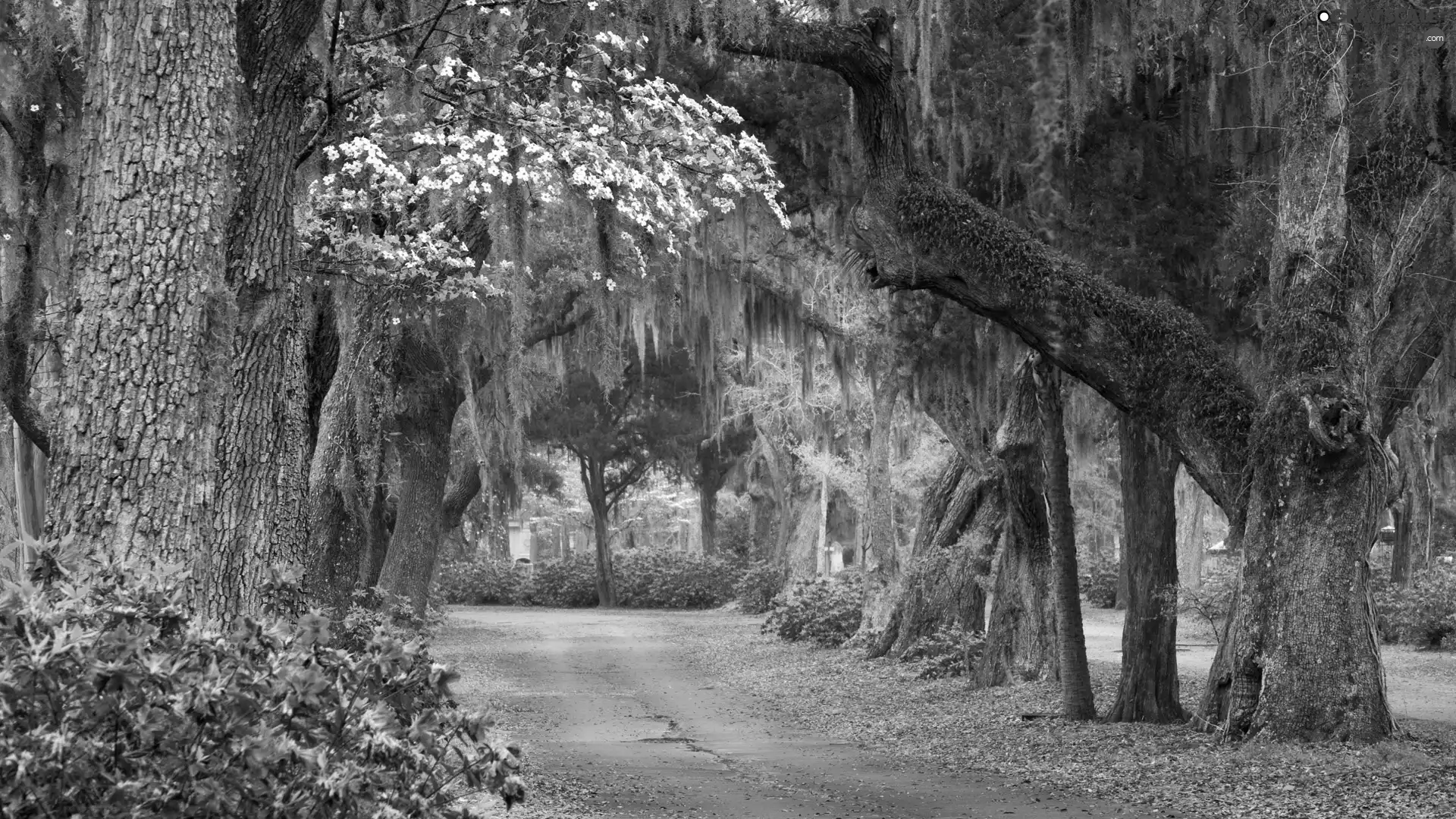 Garden, viewes, Flowers, trees