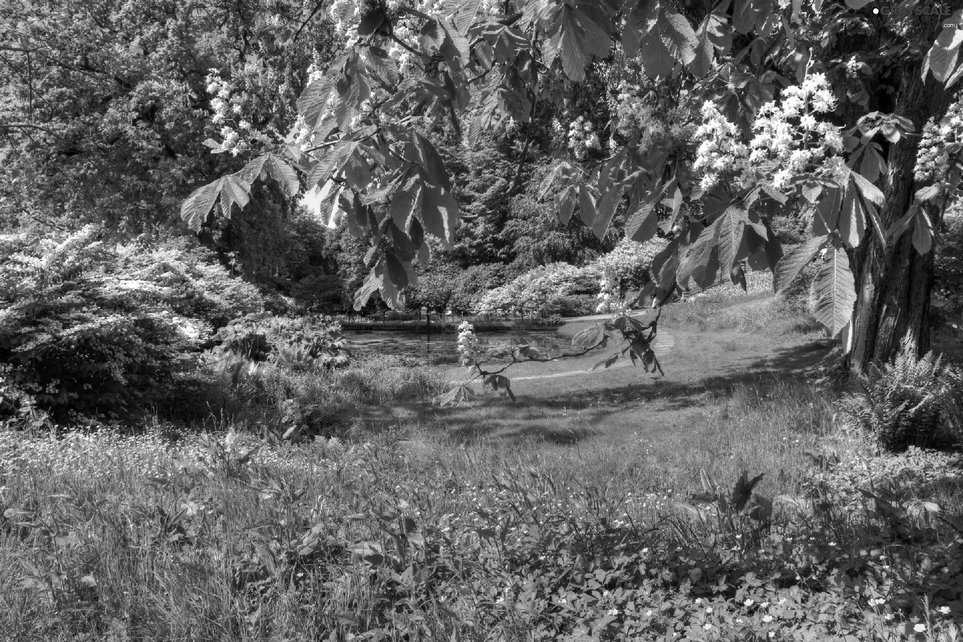 Garden, viewes, Flowers, trees