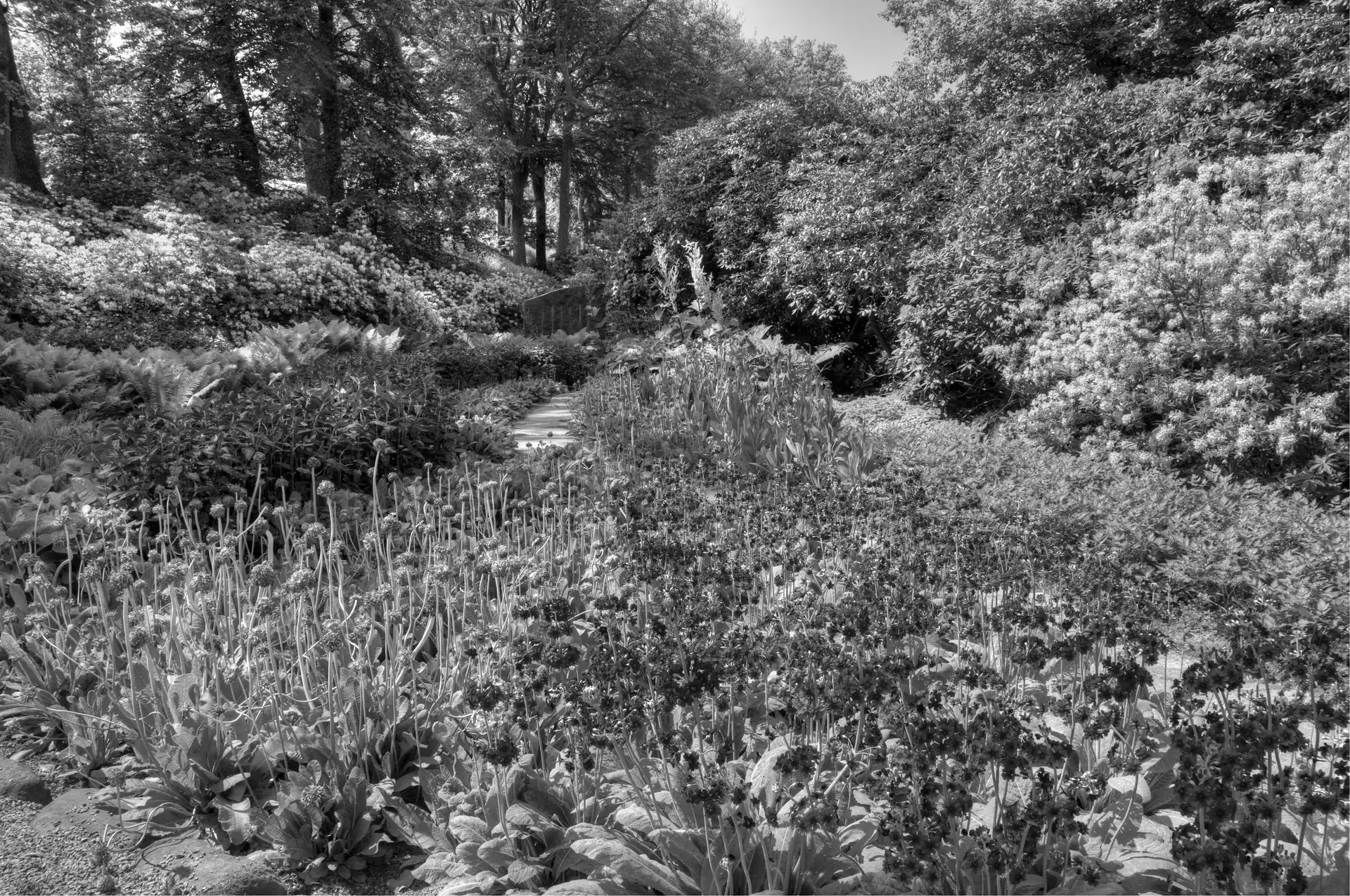 Garden, Flowers