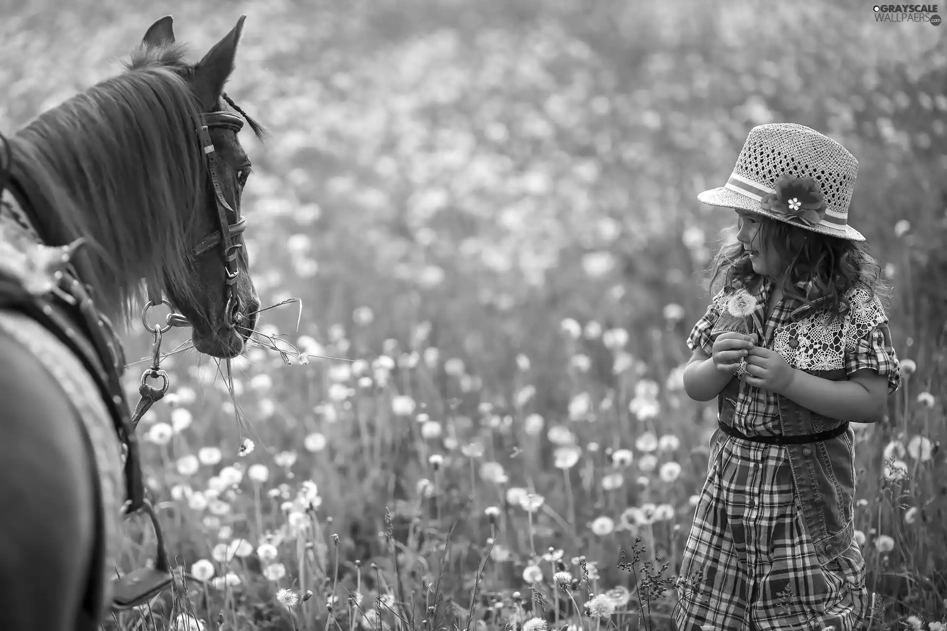 girl, Meadow, Flowers, Horse