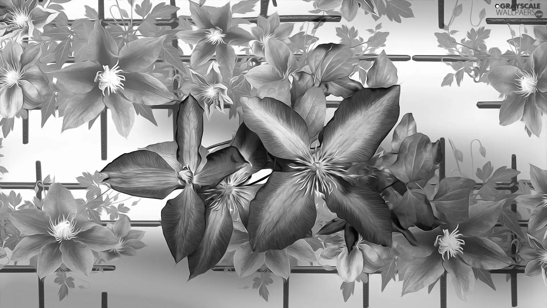graphics, purple, Clematis, Flowers