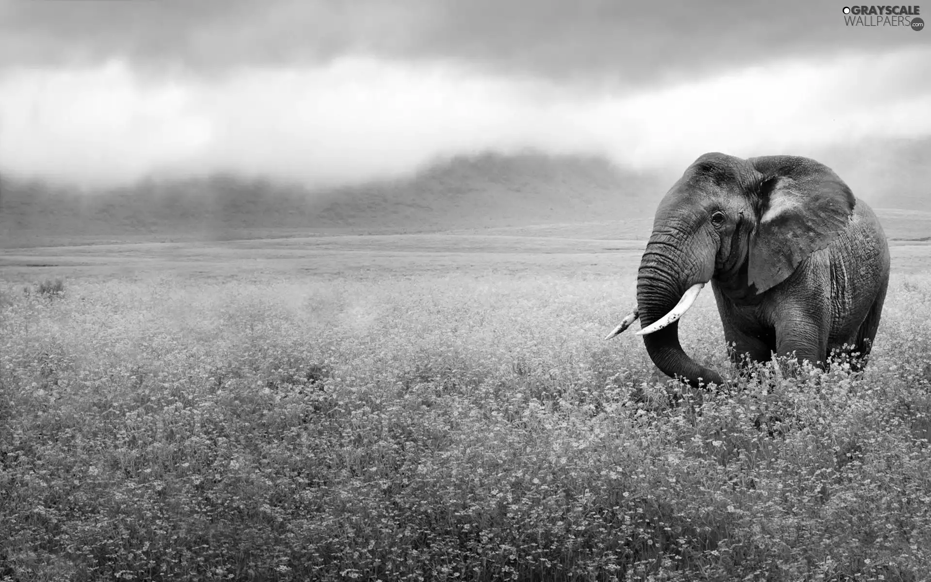 Flowers, Elephant, grass
