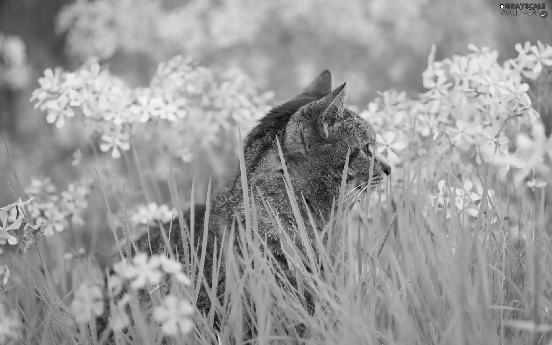 Flowers, kitten, grass