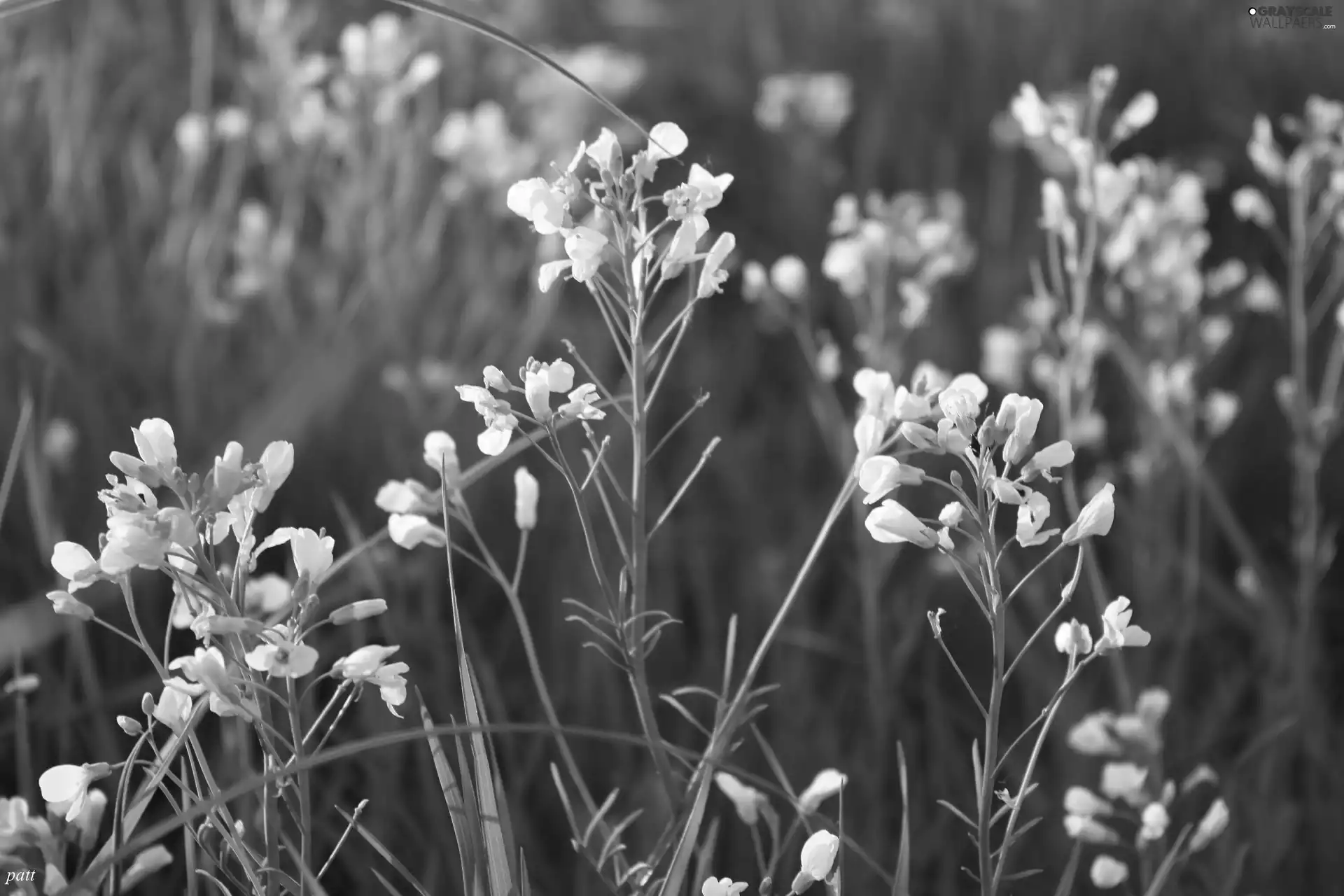 Flowers, grass, White, Wildflowers, little doggies