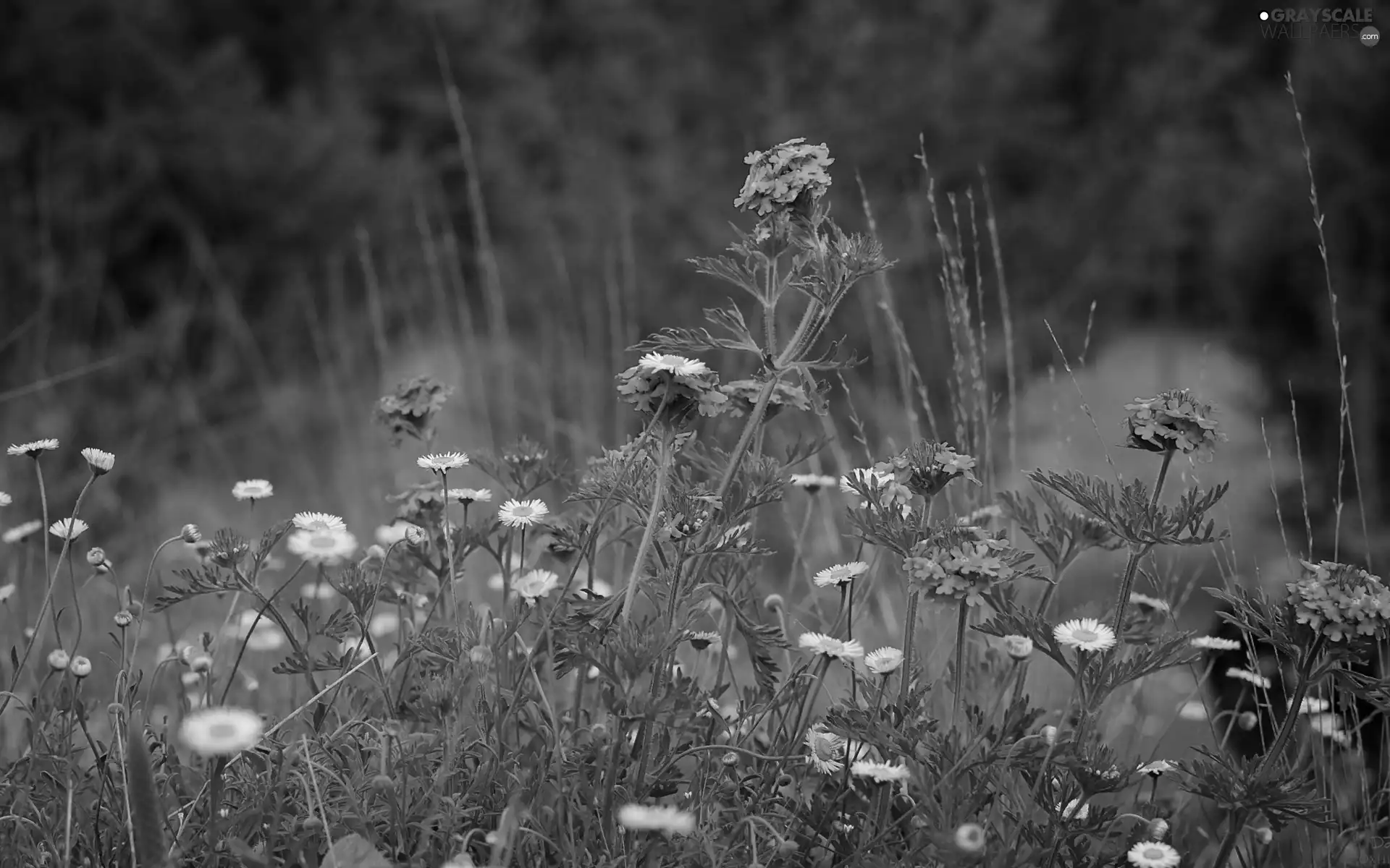 Meadow, purple, Flowers, daisies