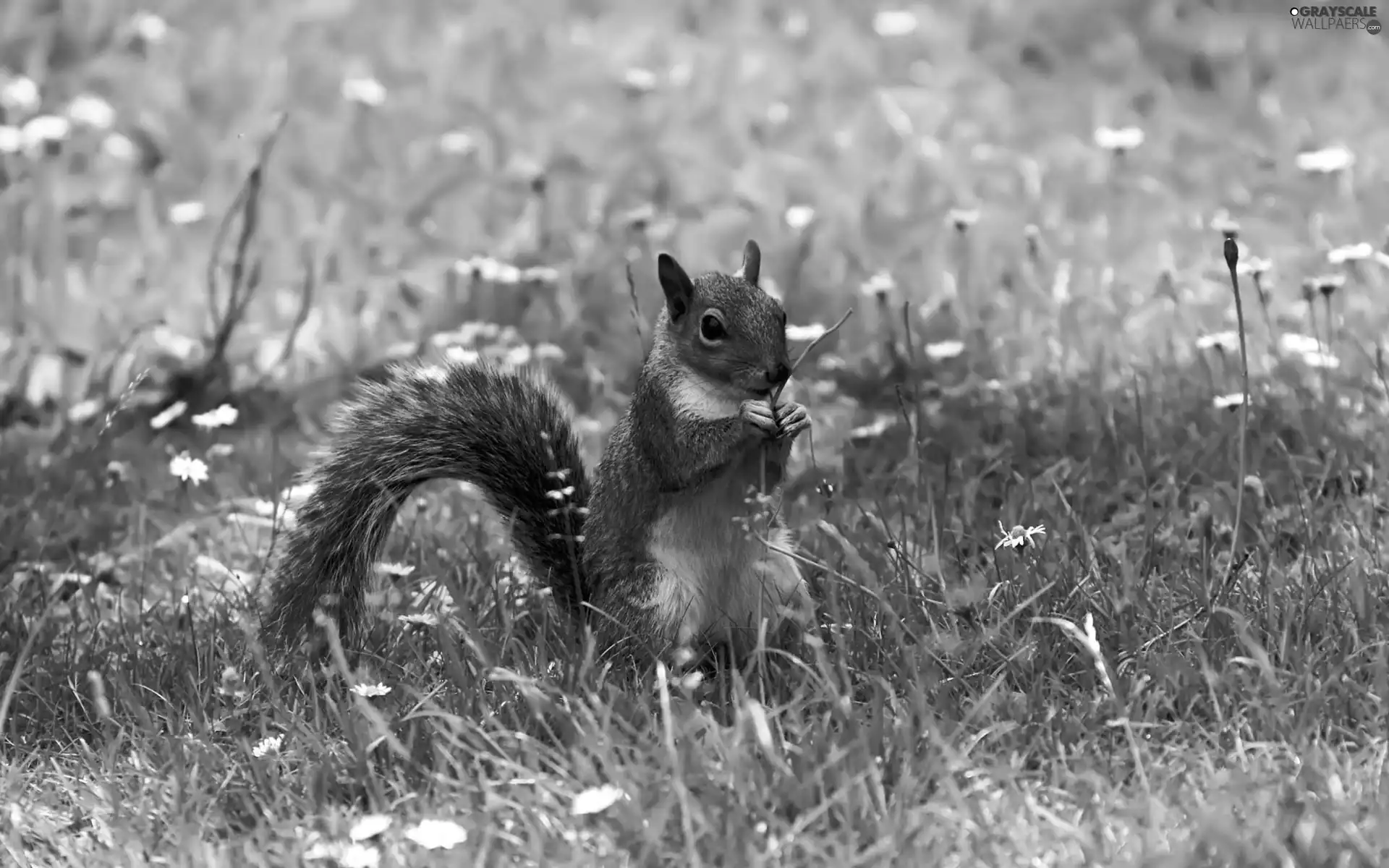 Flowers, squirrel, grass