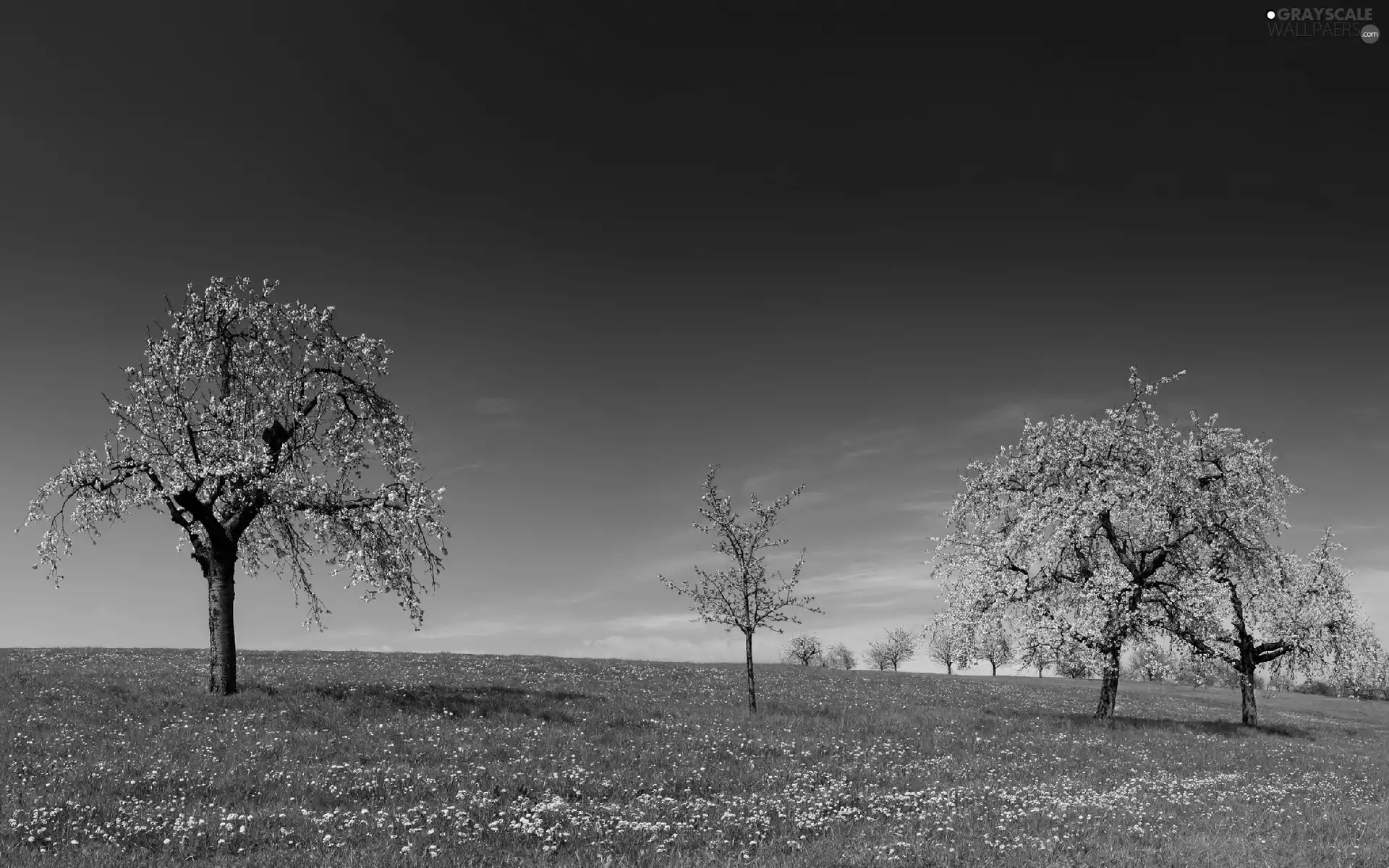 viewes, flourishing, Flowers, grass, Wildflowers, trees